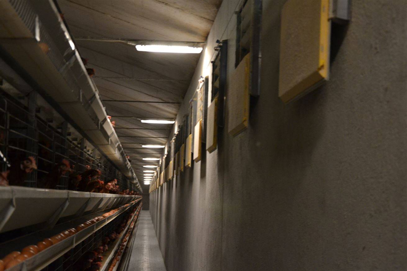 xl-avicoloaccessoriventilazione09