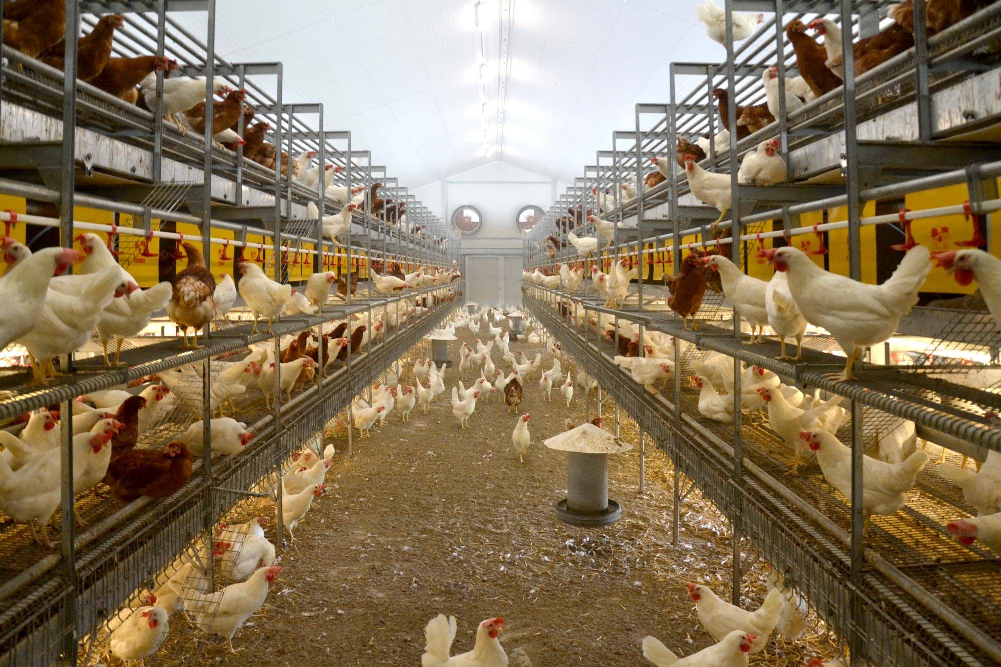 volera-vl-allevamento-galline-ovaiole-clerici-3