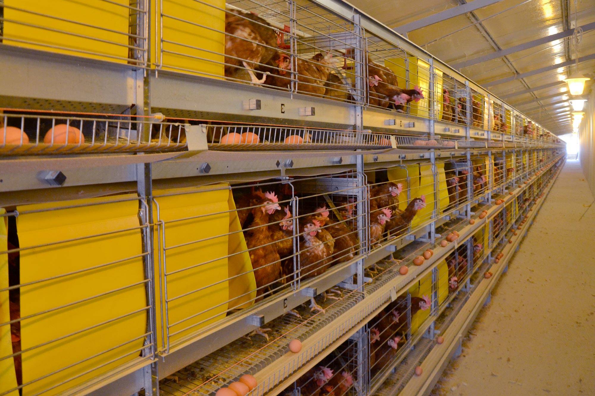 eu5-200-gabbia-allevamento-in-batteria-galline-ovaiole-clerici-1