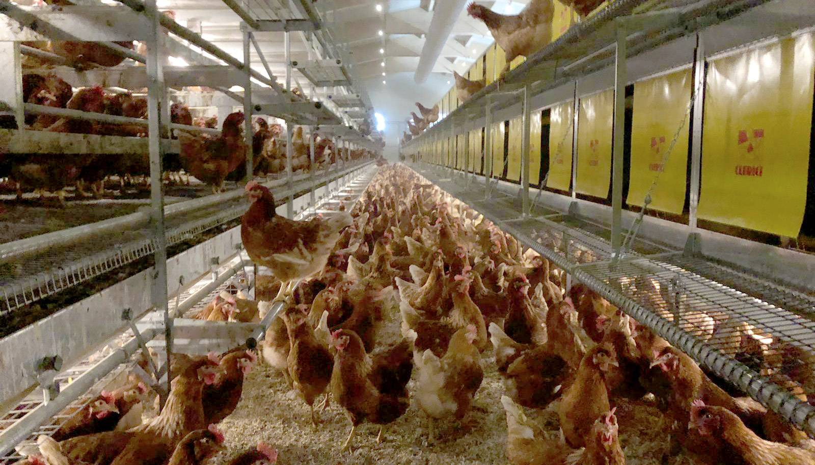 parchetto-voliera-impianti-avicoli-clerici-6