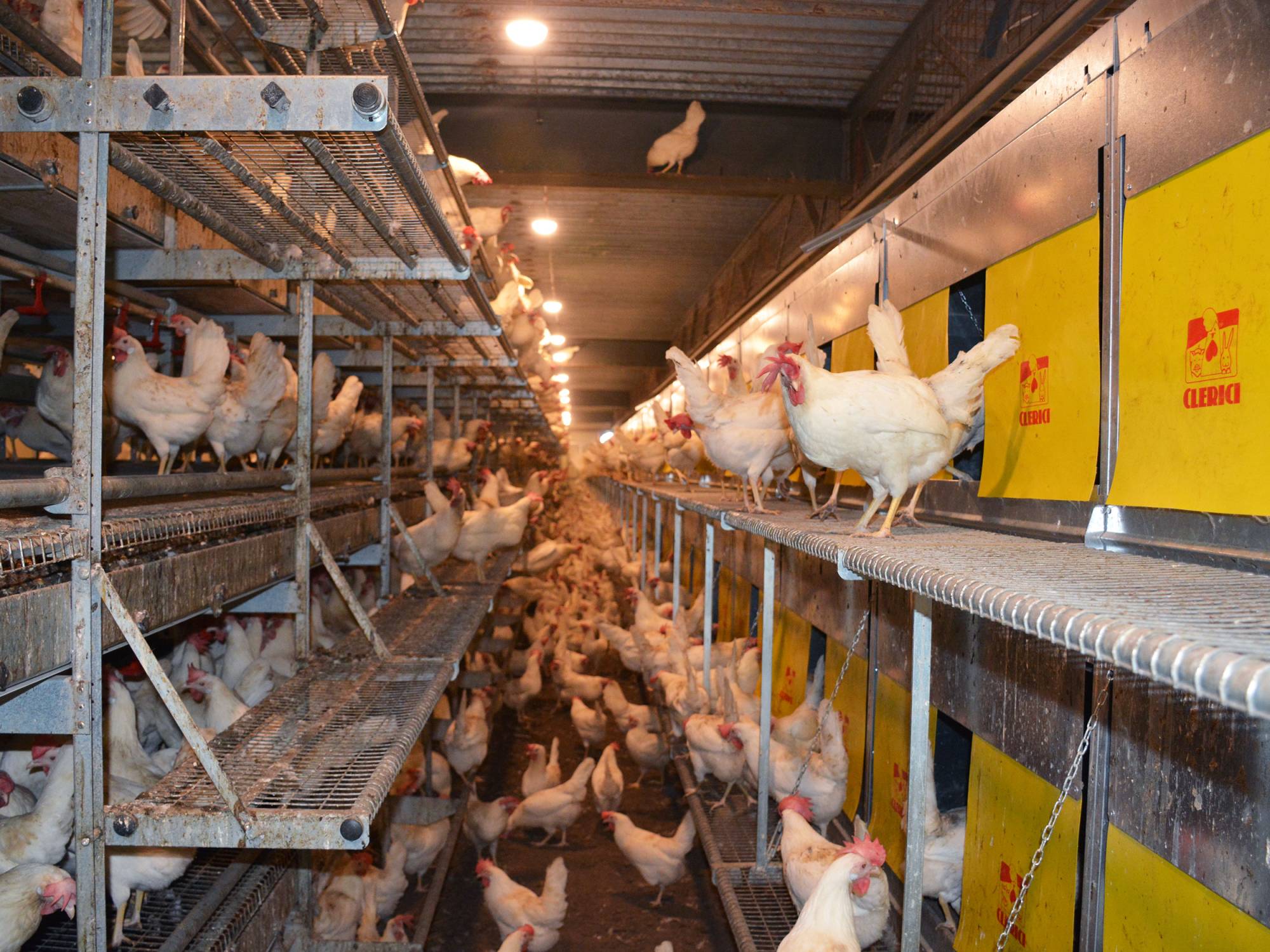 clerici-impianti-avicoli-canton-vaud-svizzera-parchetto-nido-(7)