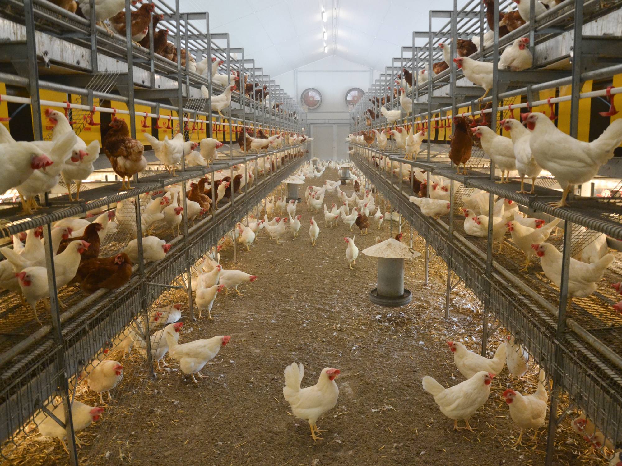 clerici-impianti-avicoli-canton-basilea-campagna-alimentazione-vl 2 (2)
