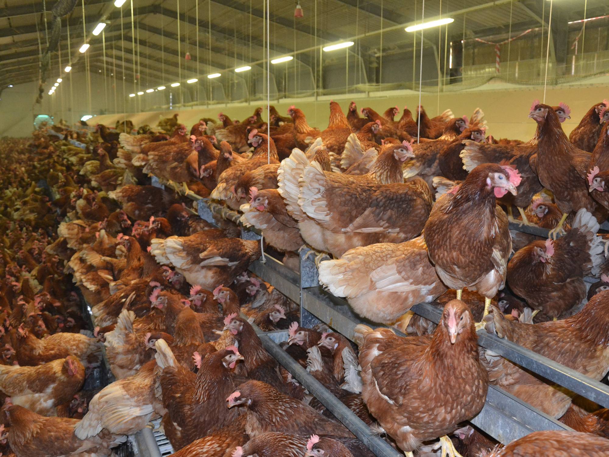 clerici-impianti-avicoli-filippetto-treviso (2)