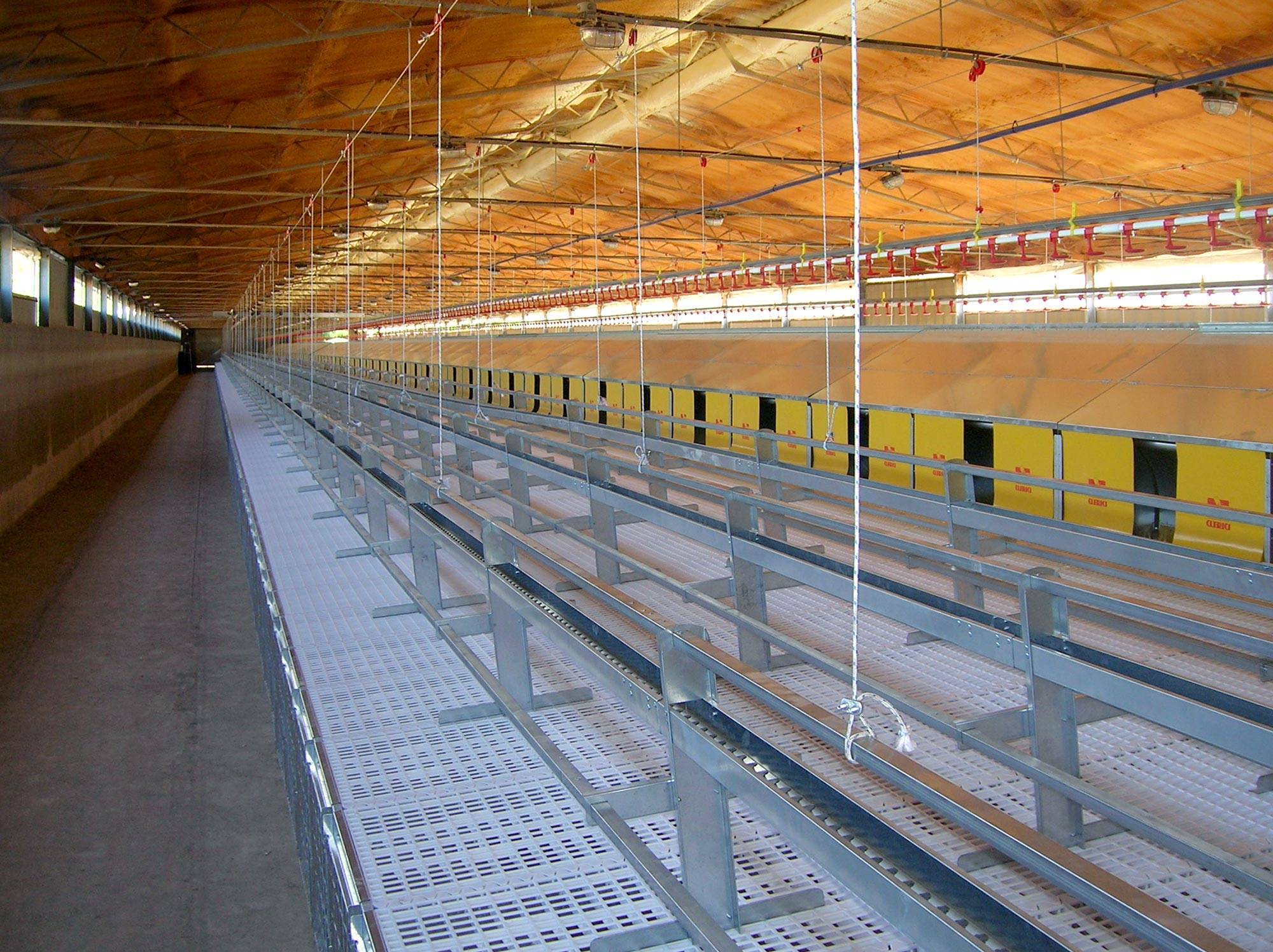 impianti-avicoli-al-suolo-nido-libera-clerici-gino-6