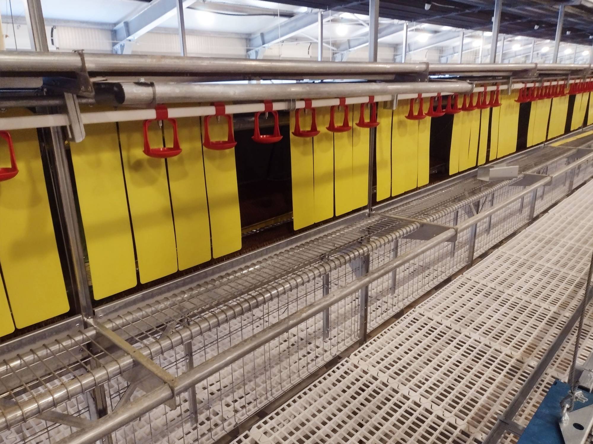 clerigi-gino-impianti-avicoli-viterbo-libaia-2-tc-(2)