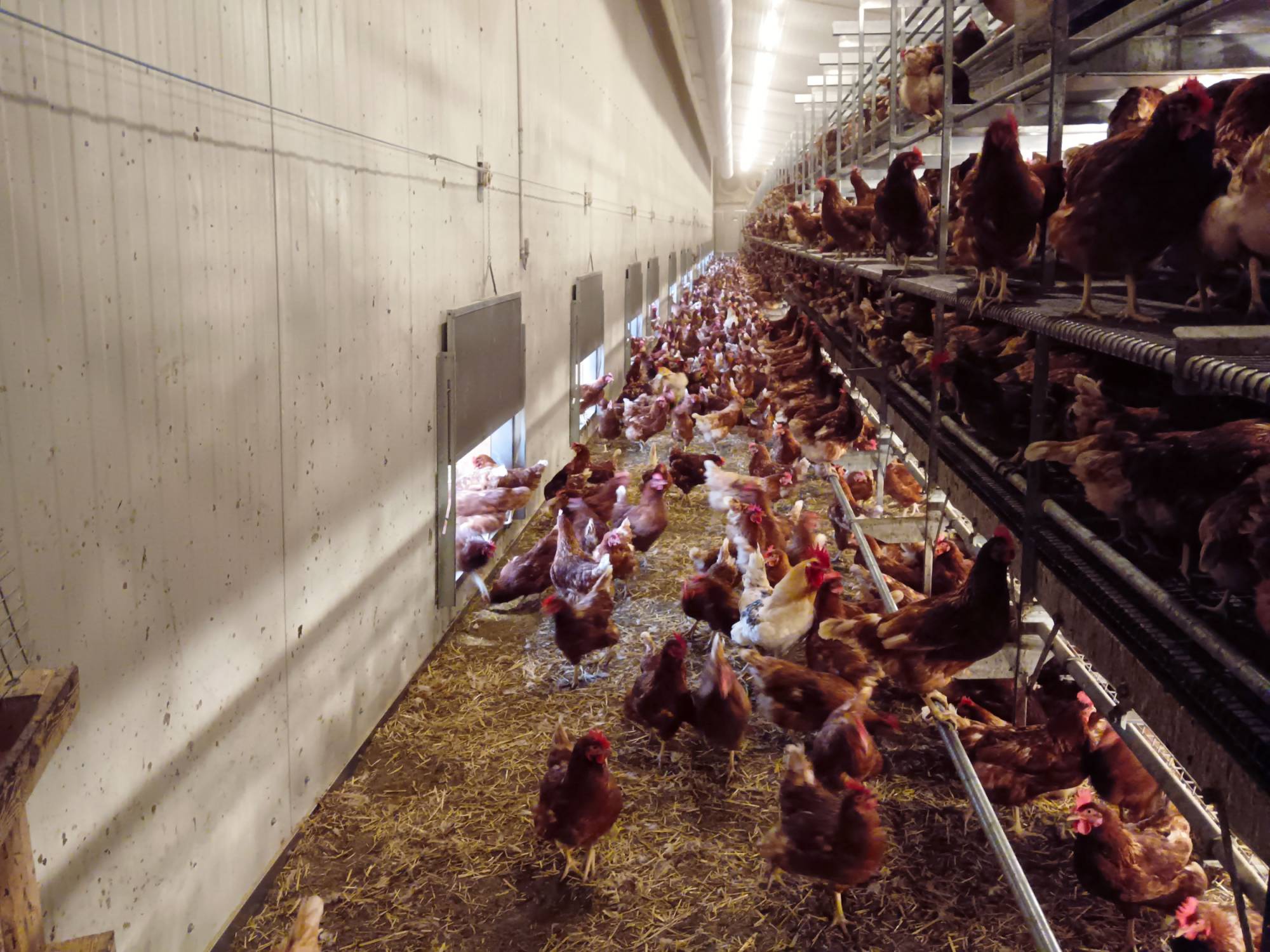 clerici-impianti-avicoli-svizzera-parchetto-nido-(3)