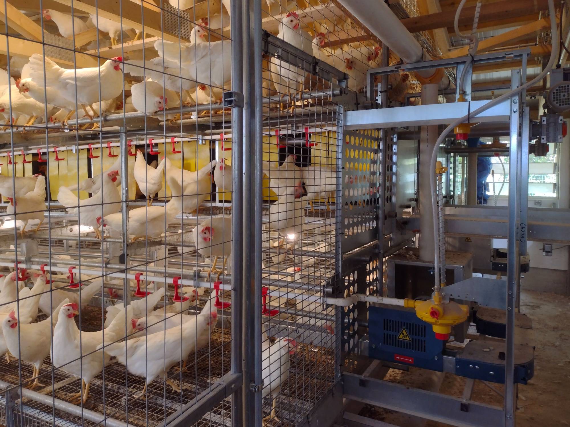 clerici-impianti-avicoli-galline-ovaiole-bergamo-vl-co