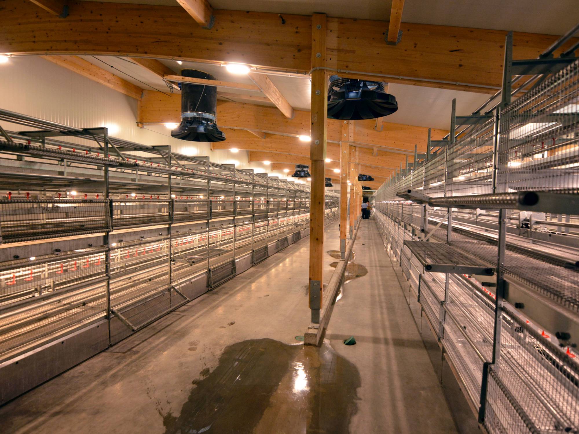 clerici-gino-voliera-svezzamento-pulcini-canton-lucerna-olimpia-aperta-(7)