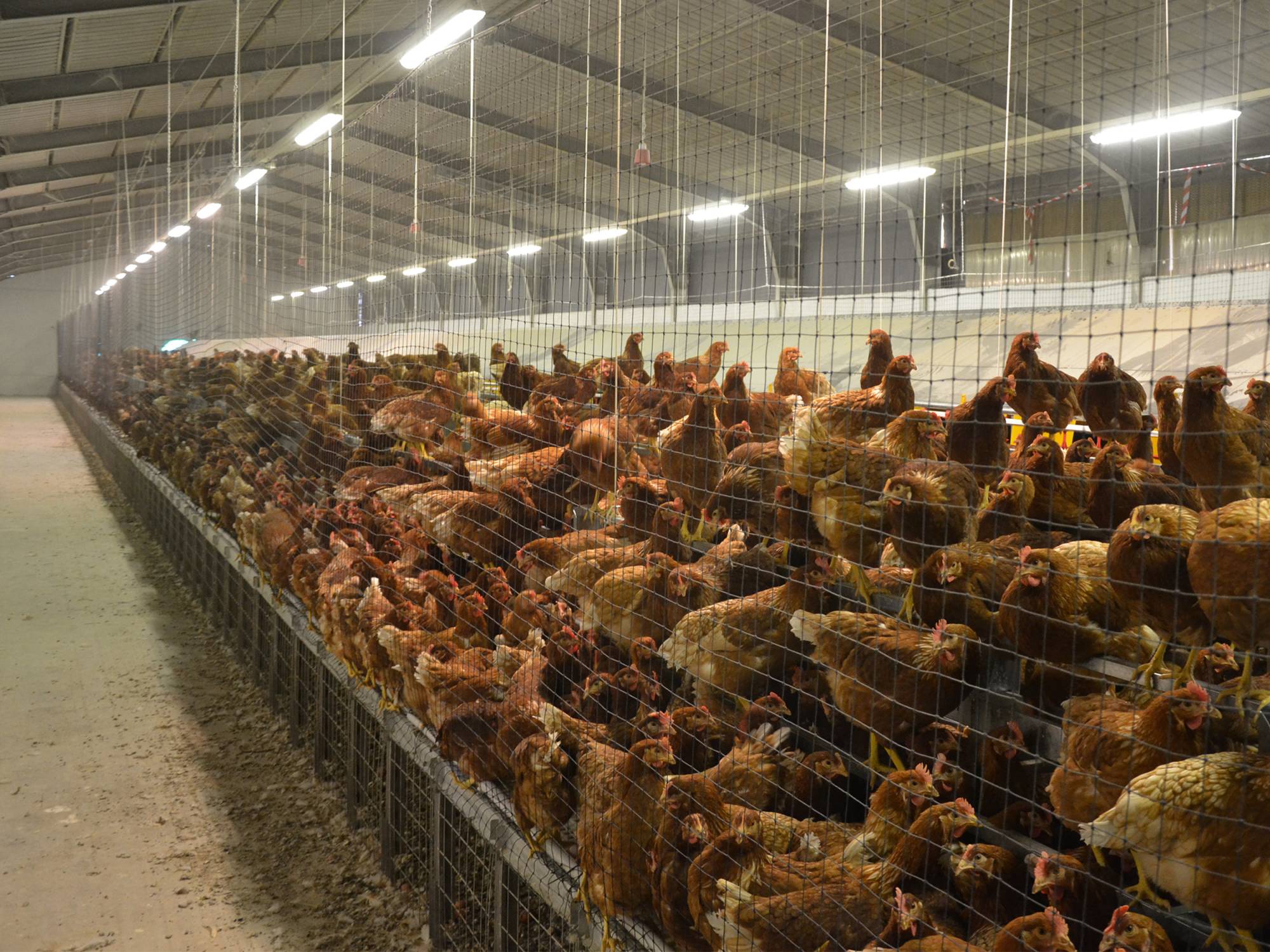 clerici-impianti-avicoli-filippetto-treviso (1)