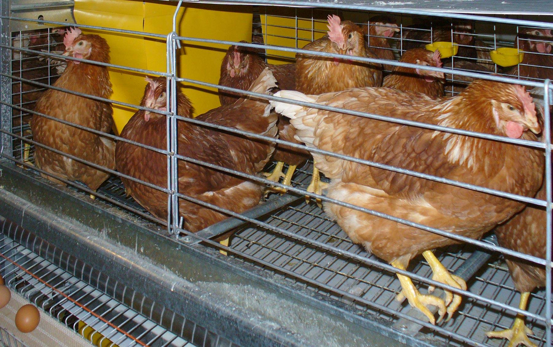 eu5-eu5-max-gabbia-allevamento-in-batteria-galline-ovaiole-clerici-7