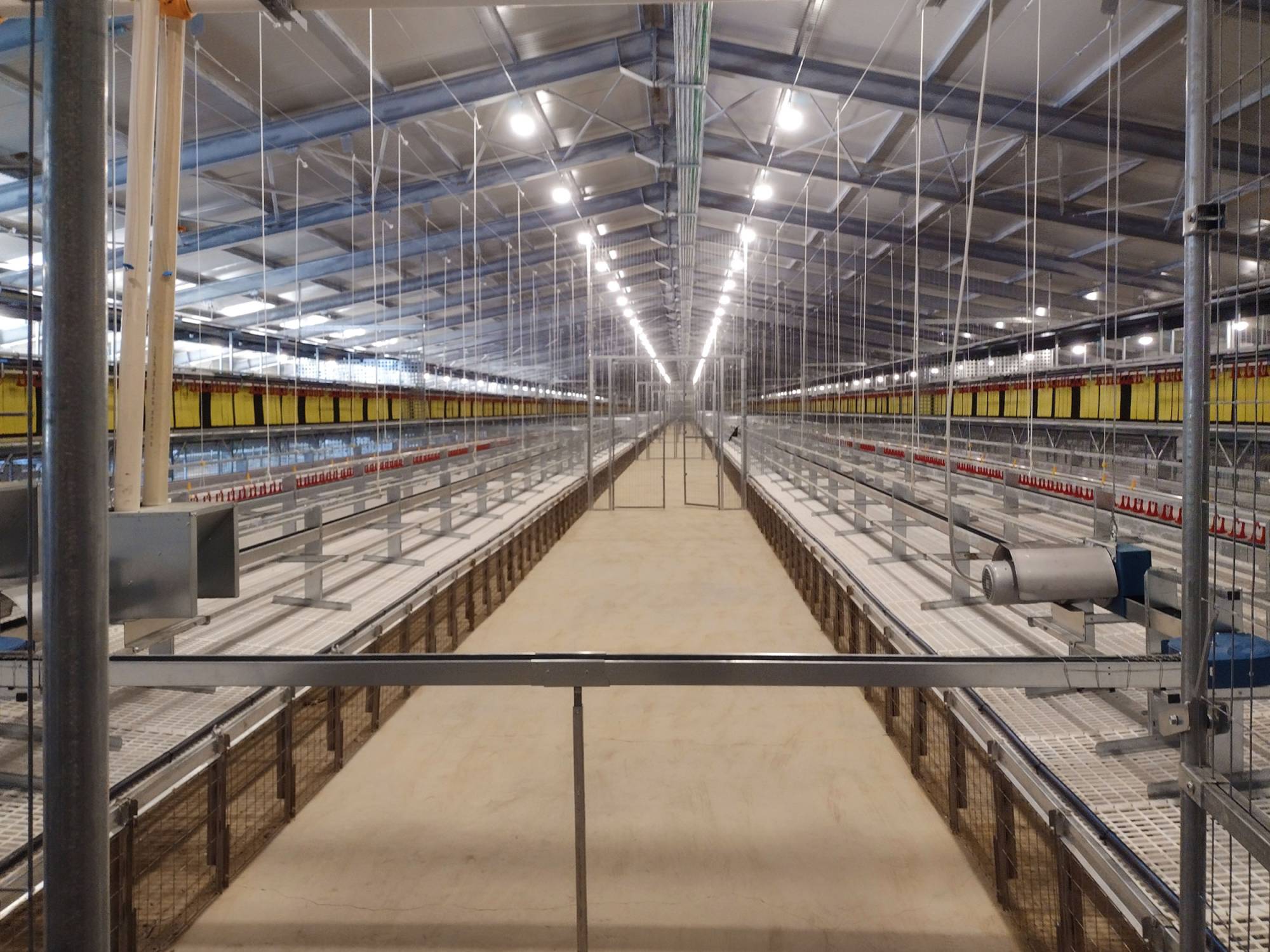 clerigi-gino-impianti-avicoli-viterbo-libaia-2-TC-(3)