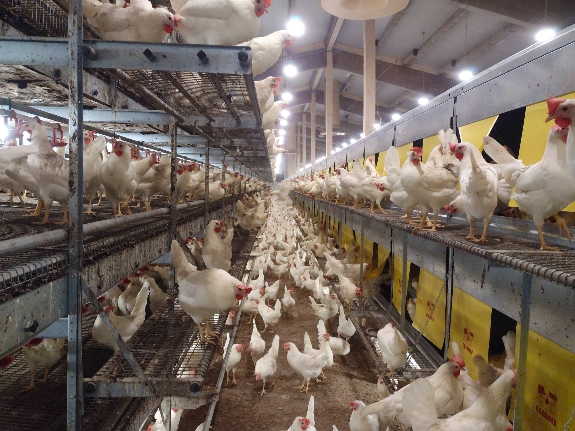 clerici-gino-impianti-avicoli-parchetto-nido-(3)