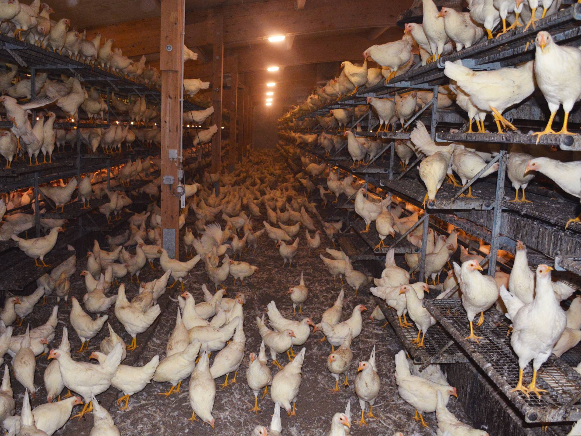 clerici-gino-voliera-svezzamento-pulcini-canton-lucerna-olimpia-aperta-(11)