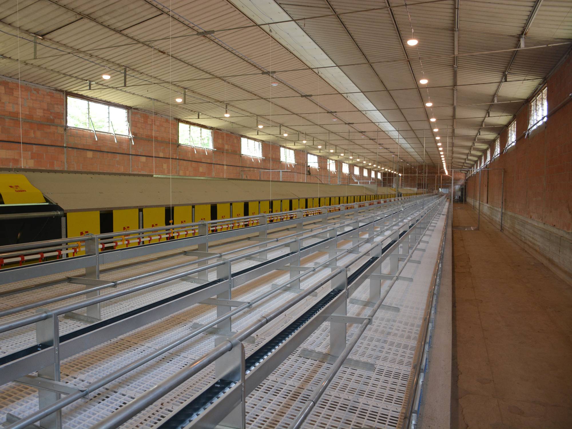 clerici-impianti-avicoli-galline-ovaiole-biella-gigo