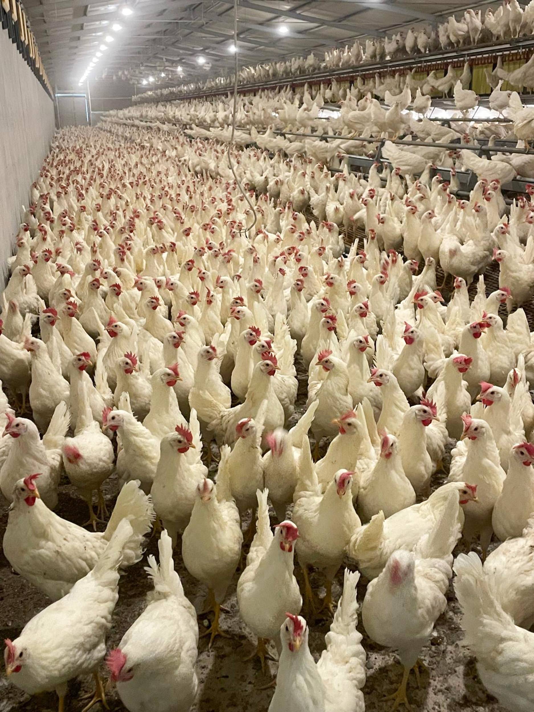 nido libaia 1 tc (4)