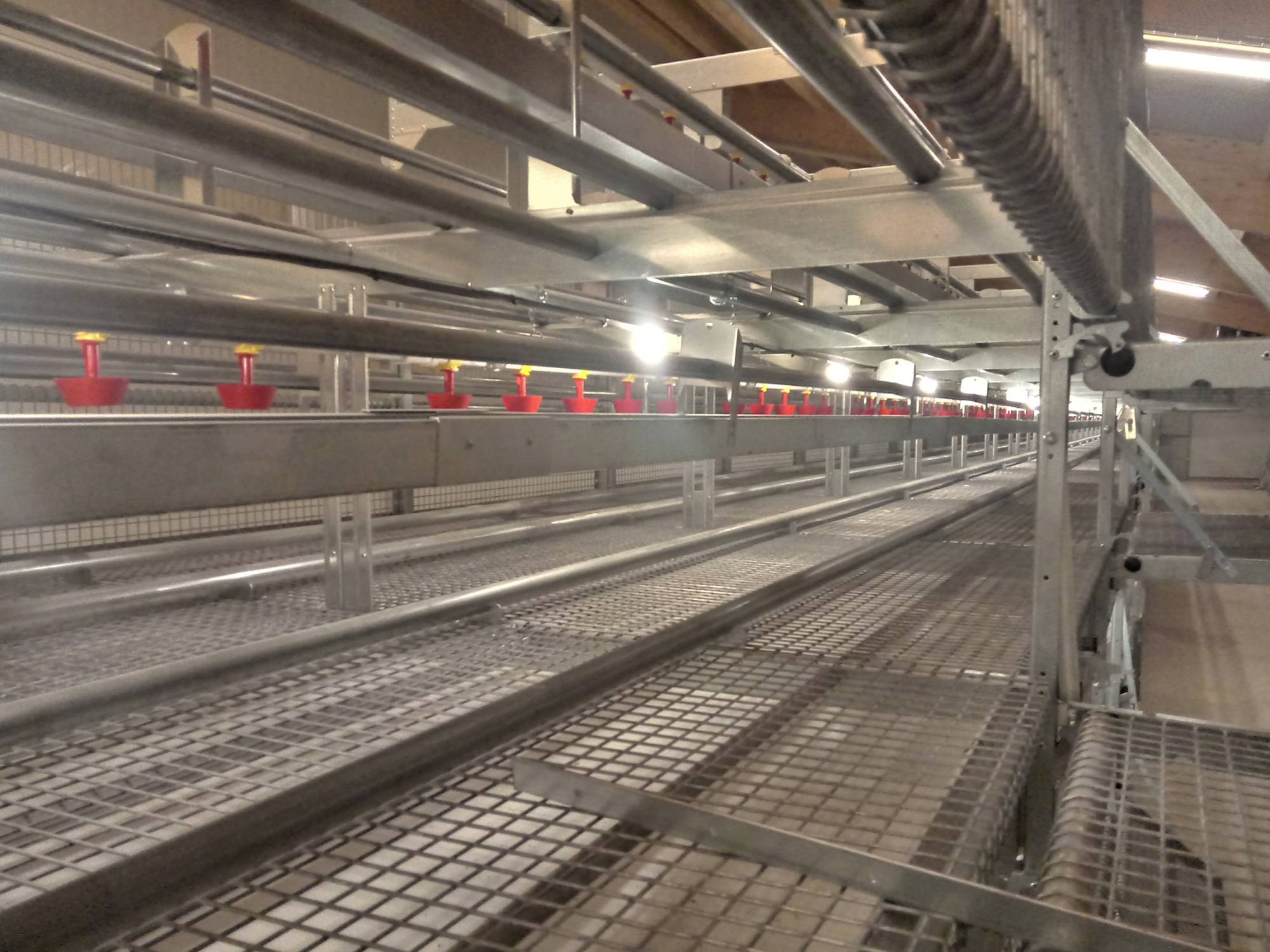 clerici-impianti-avicoli-fishing-canton-svitto-olimpia aperta (3)