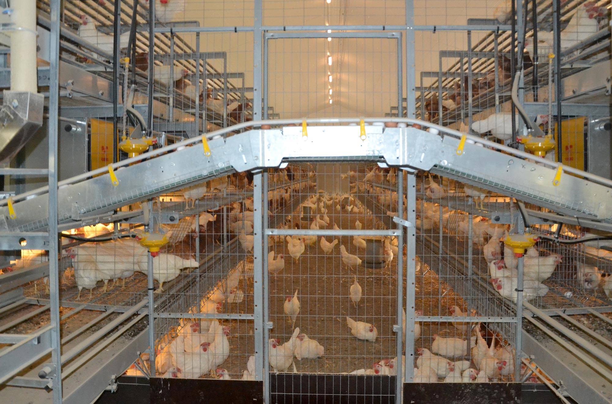 slalom-raccolta-uova-impianti-avicoli-clerici-5