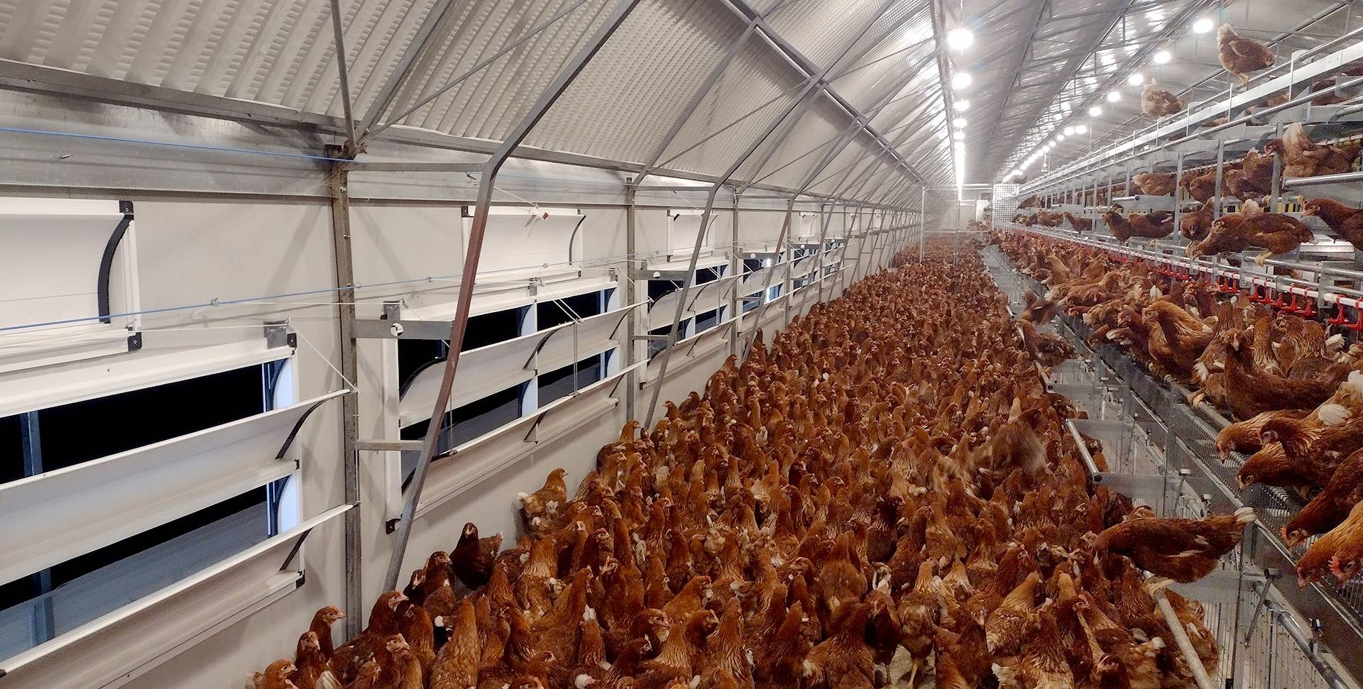 impianti-avicolo-accessori-ventilazione-02