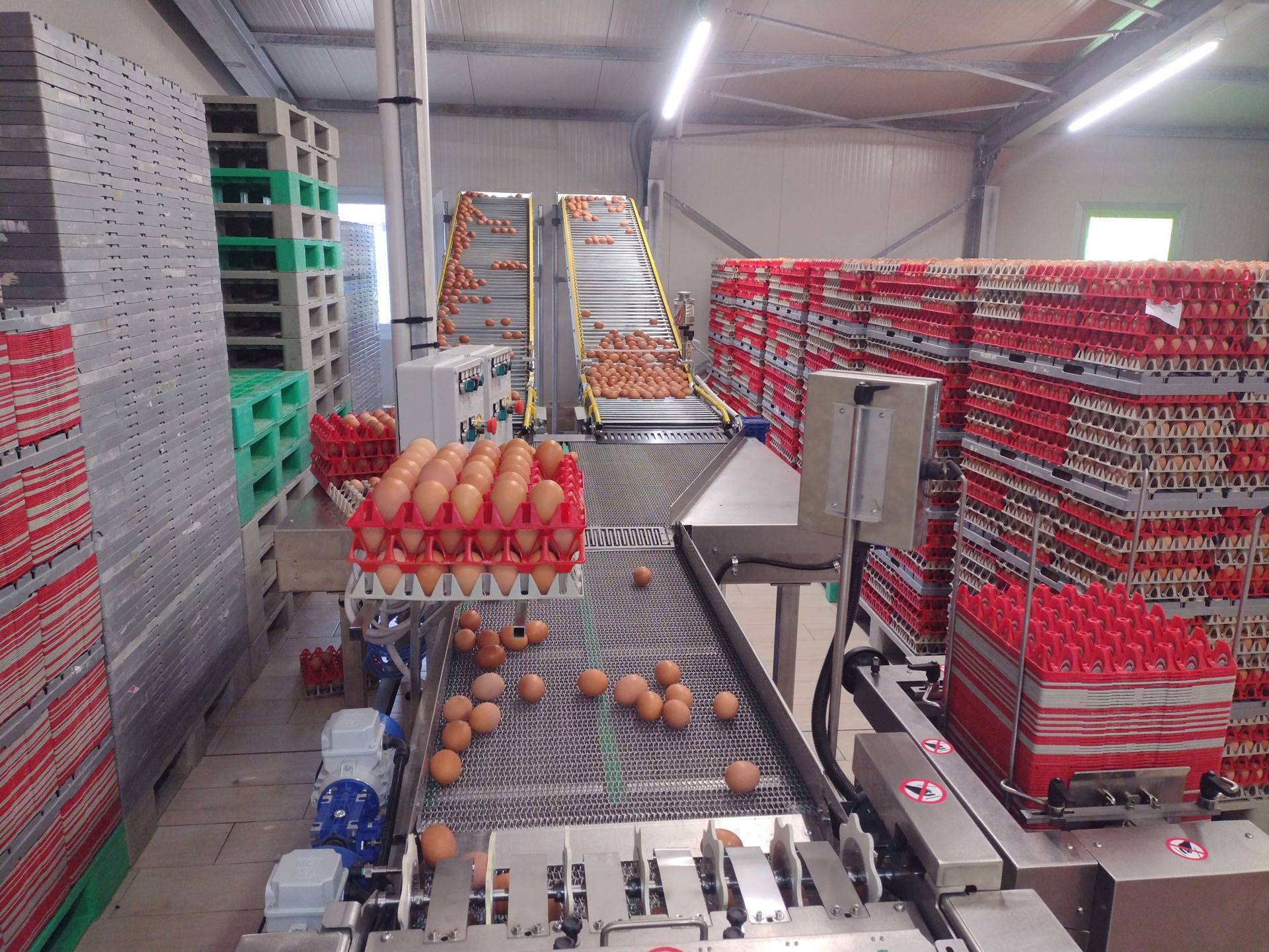 clerici-impianti-avicoli-raccolta-uova-slalom