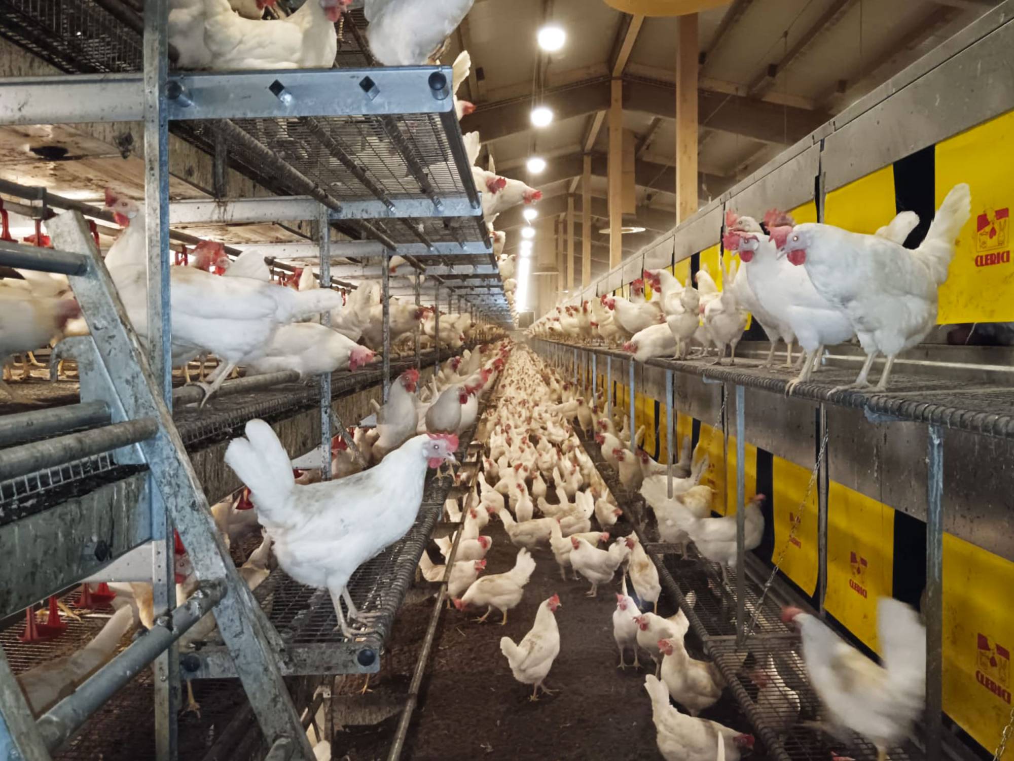 clerici-gino-impianti-avicoli-parchetto-nido