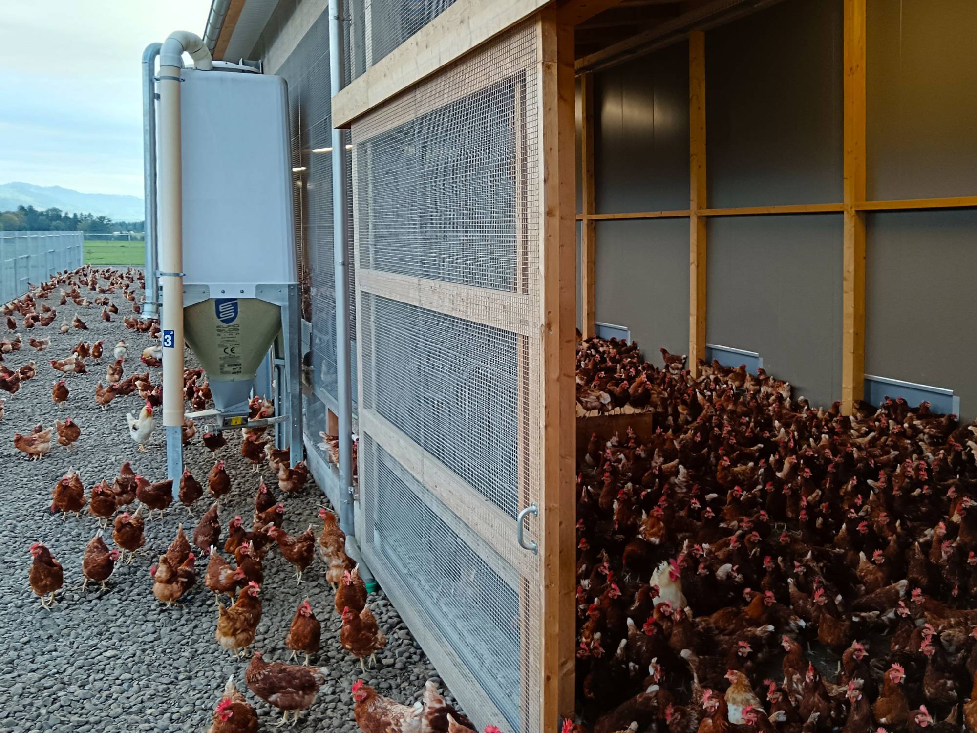 clerici-impianti-avicoli-svizzera-panoramica-parchetto-nido-(3)