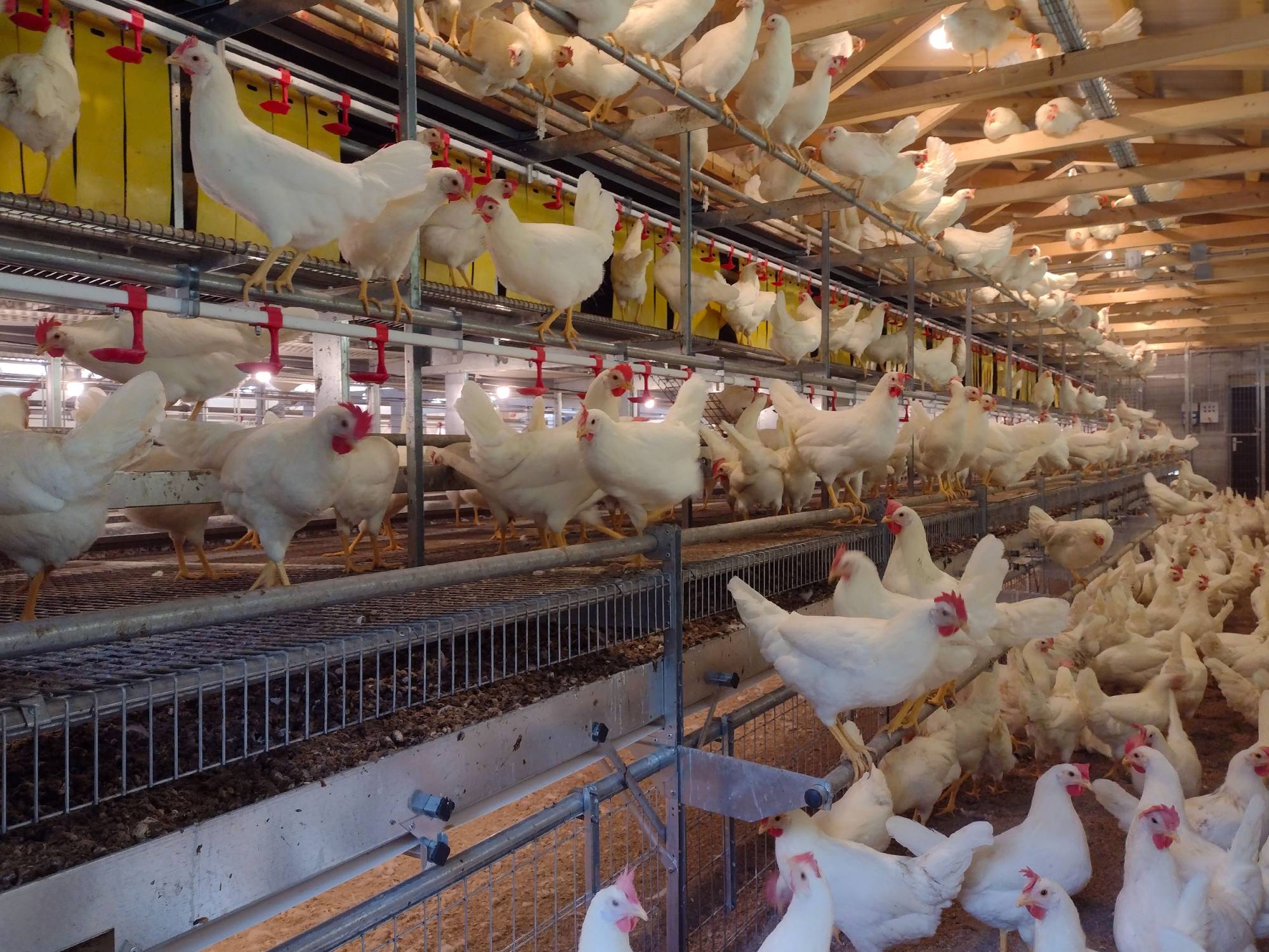 clerici-impianti-avicoli-galline-ovaiole-bergamo-vl-co-(3)