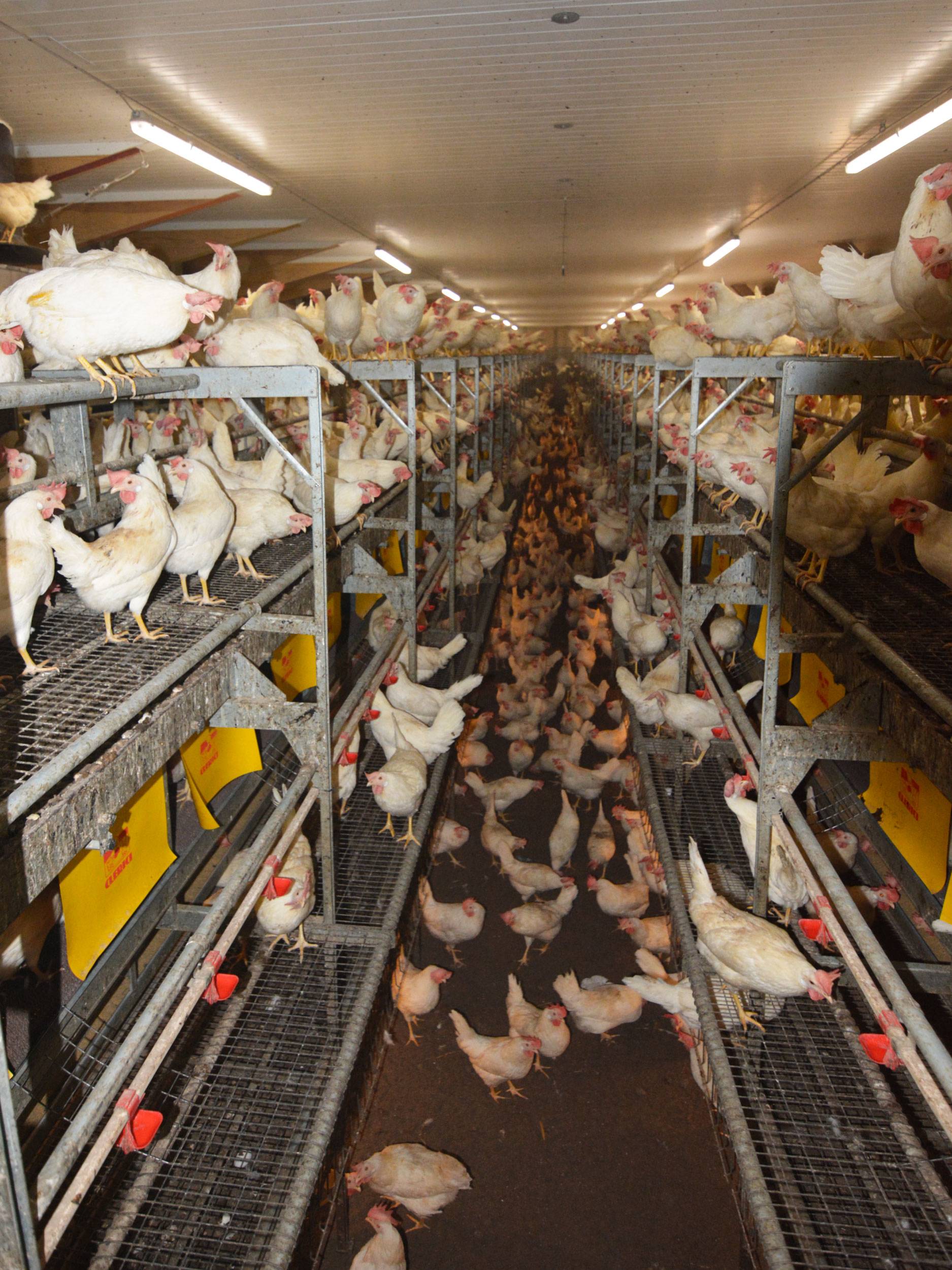 clerici-impianto-avicolo-canton-argovia-vl---(4)