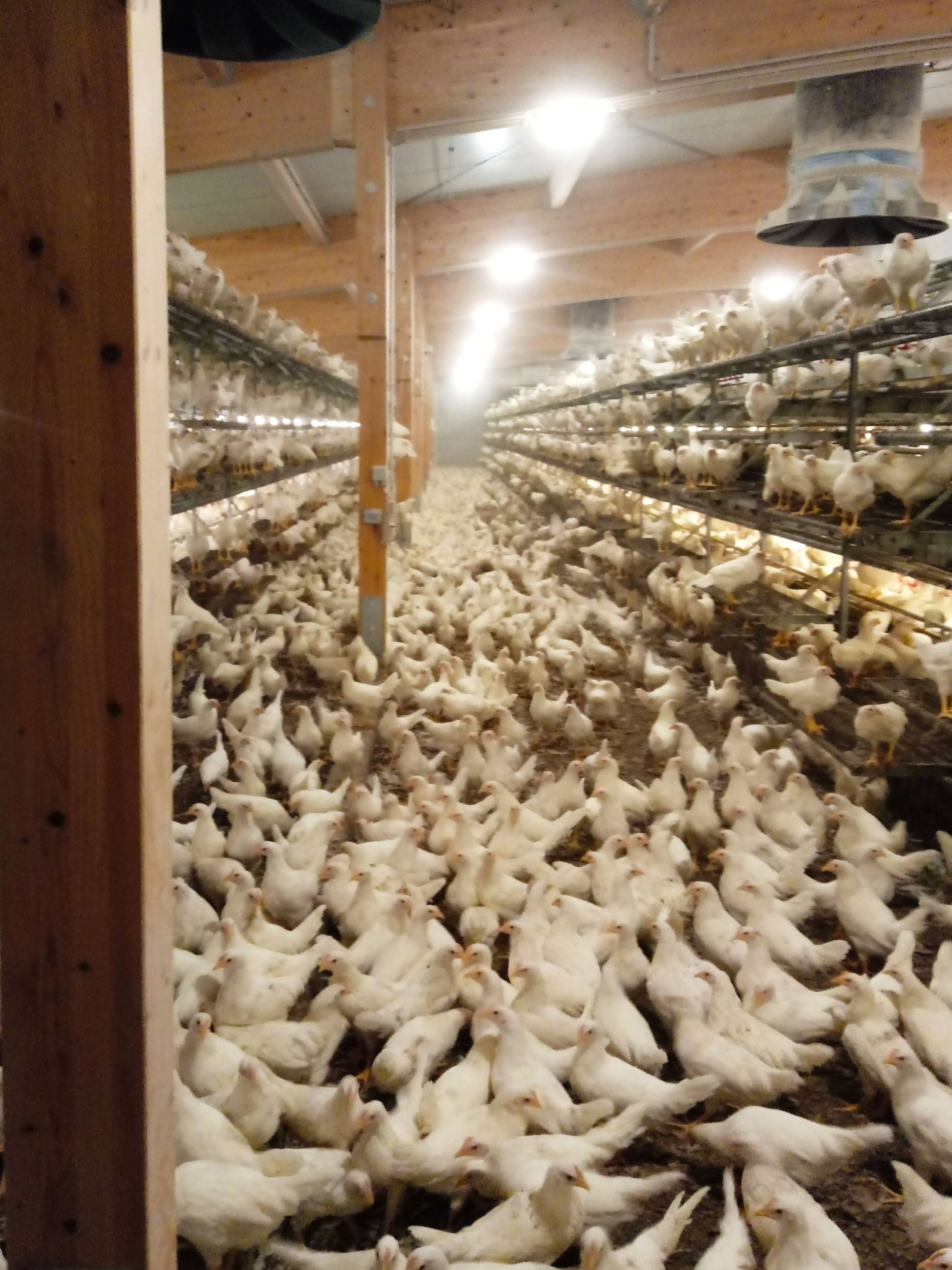 clerici-gino-voliera-svezzamento-pulcini-canton-lucerna-olimpia-aperta