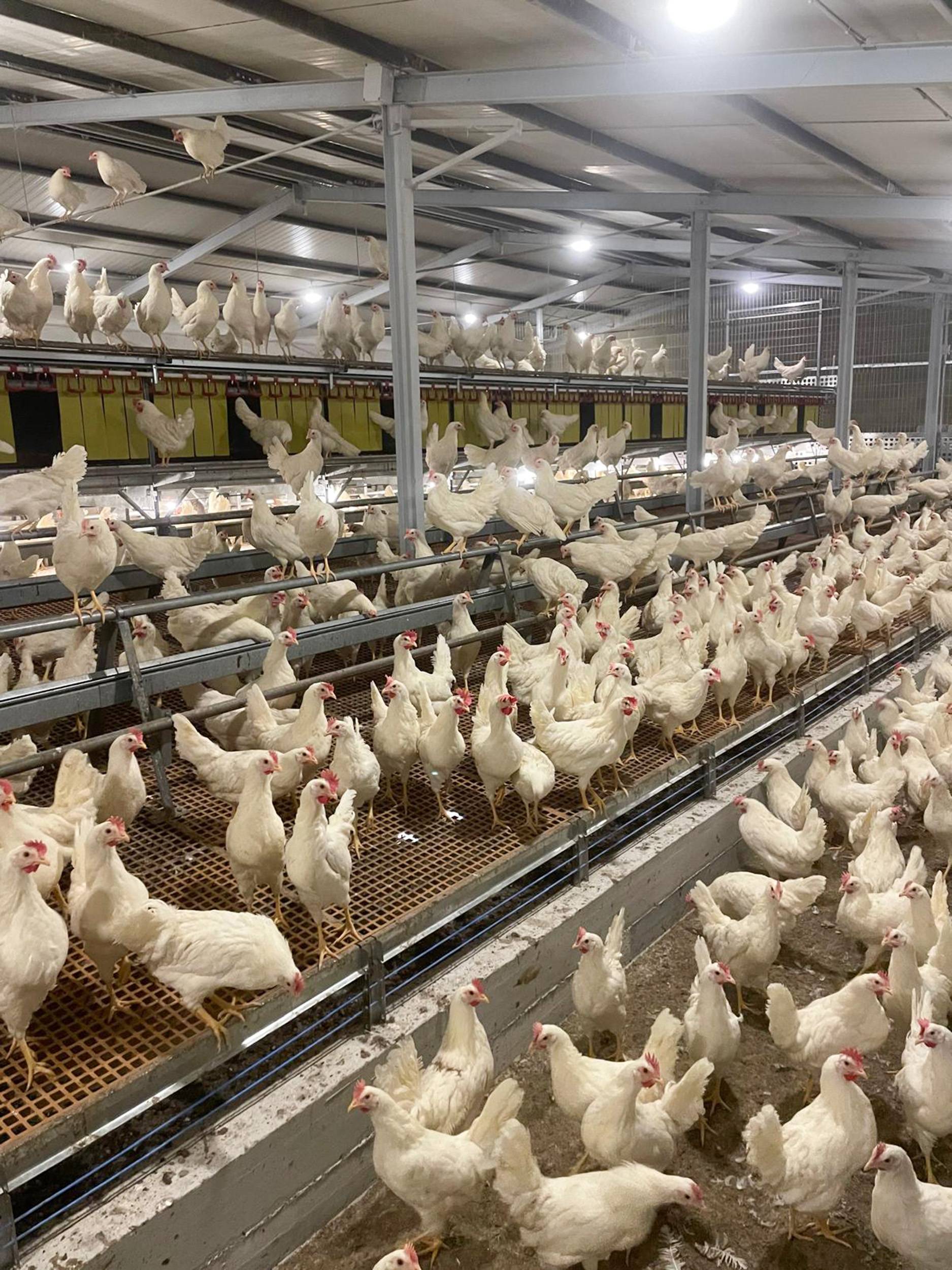 nido libaia 1 tc (2)