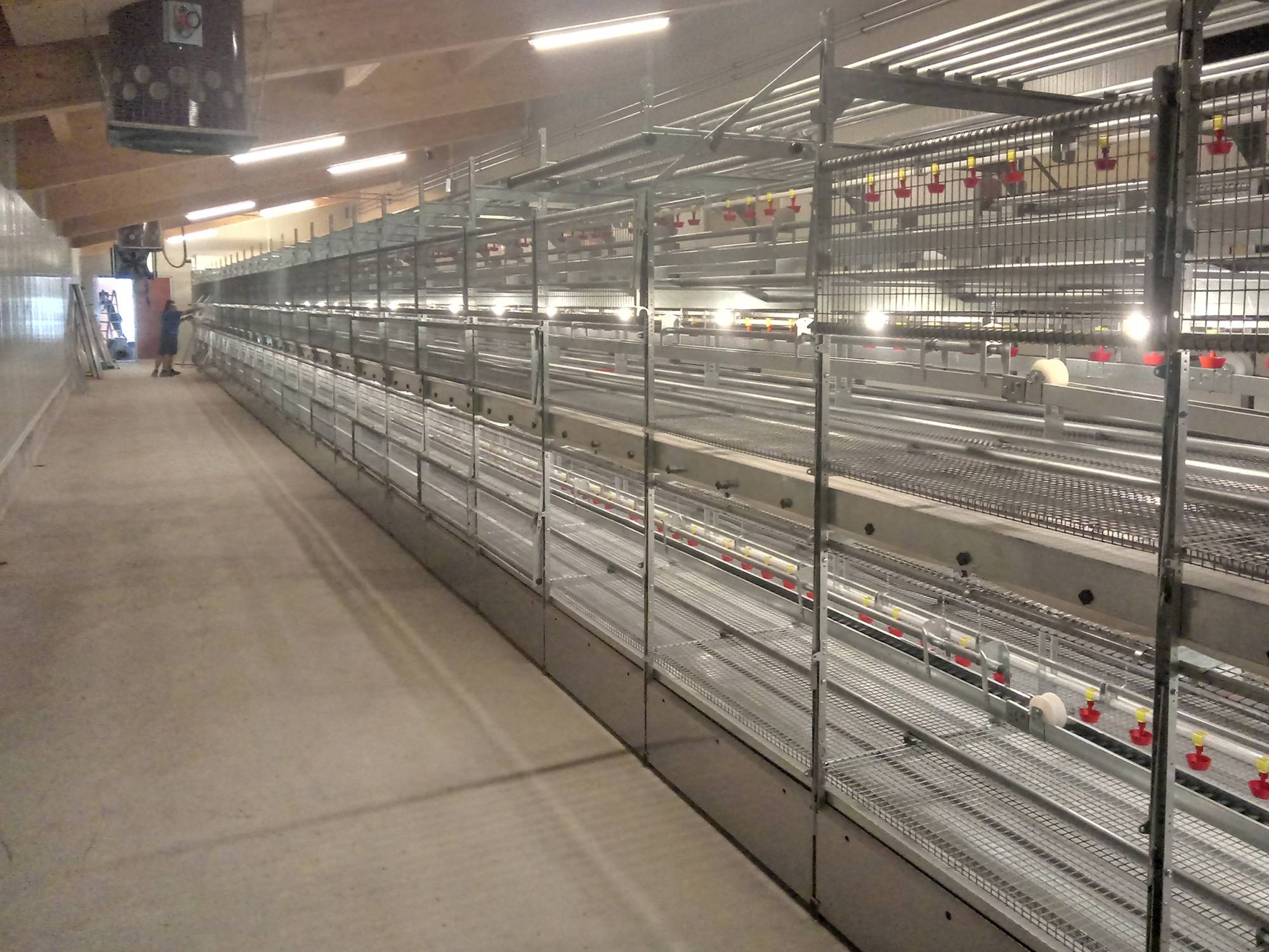 clerici-impianti-avicoli-fishing-canton-svitto-olimpia aperta (2)