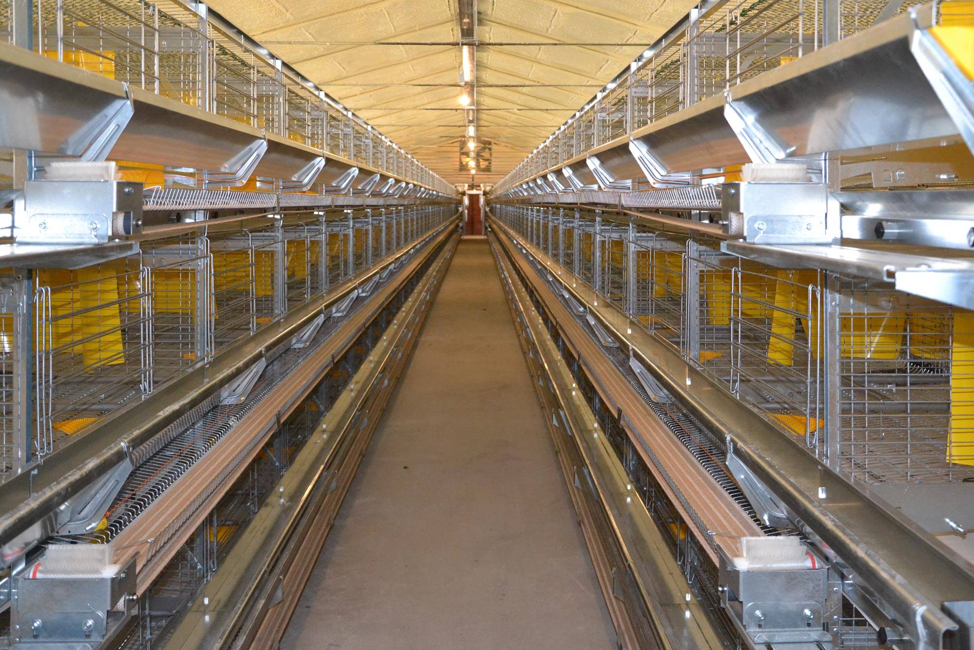 eu5-eu5-max-gabbia-allevamento-in-batteria-galline-ovaiole-clerici-3