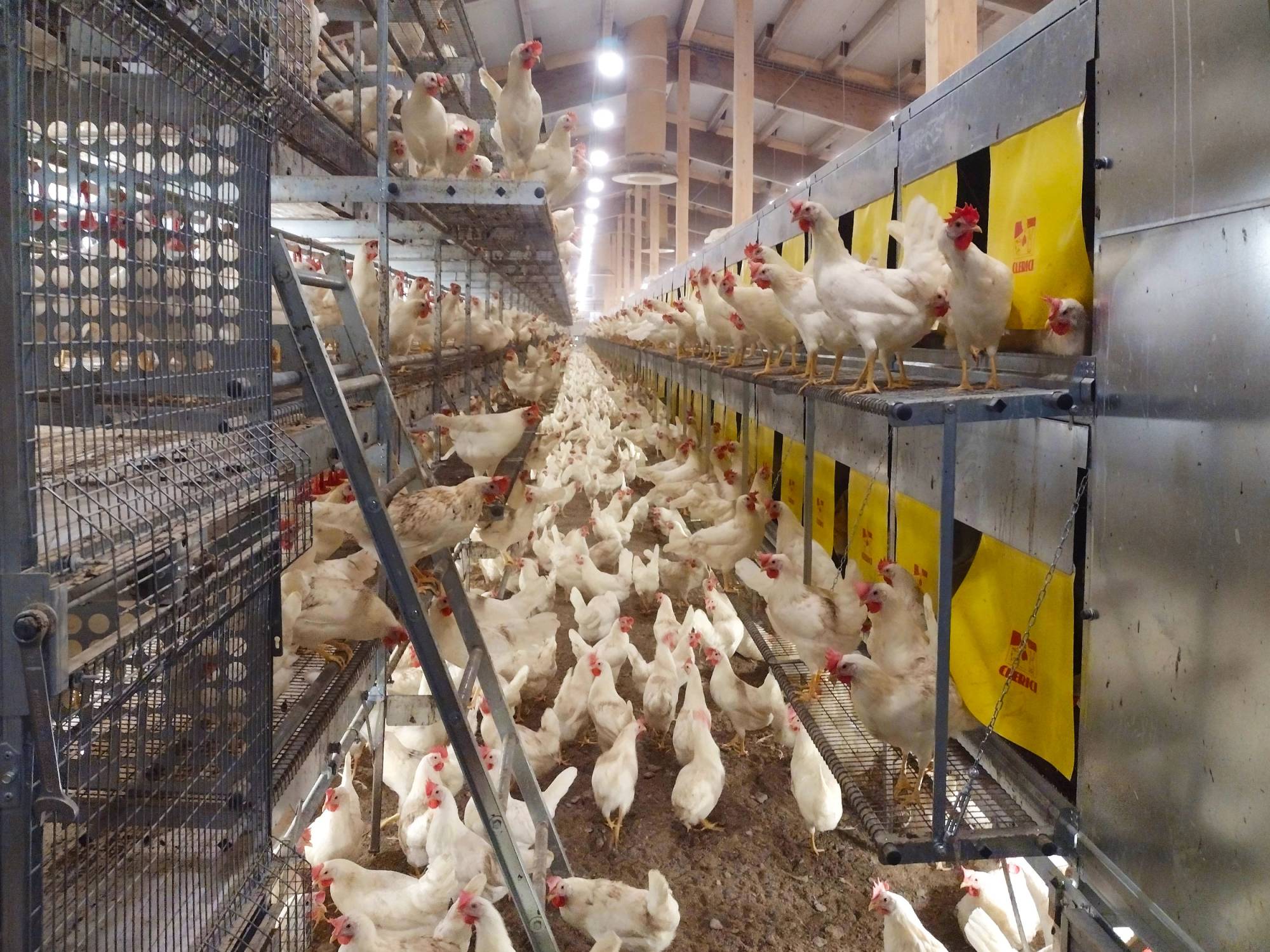 clerici-gino-impianti-avicoli-parchetto-nido-(5)