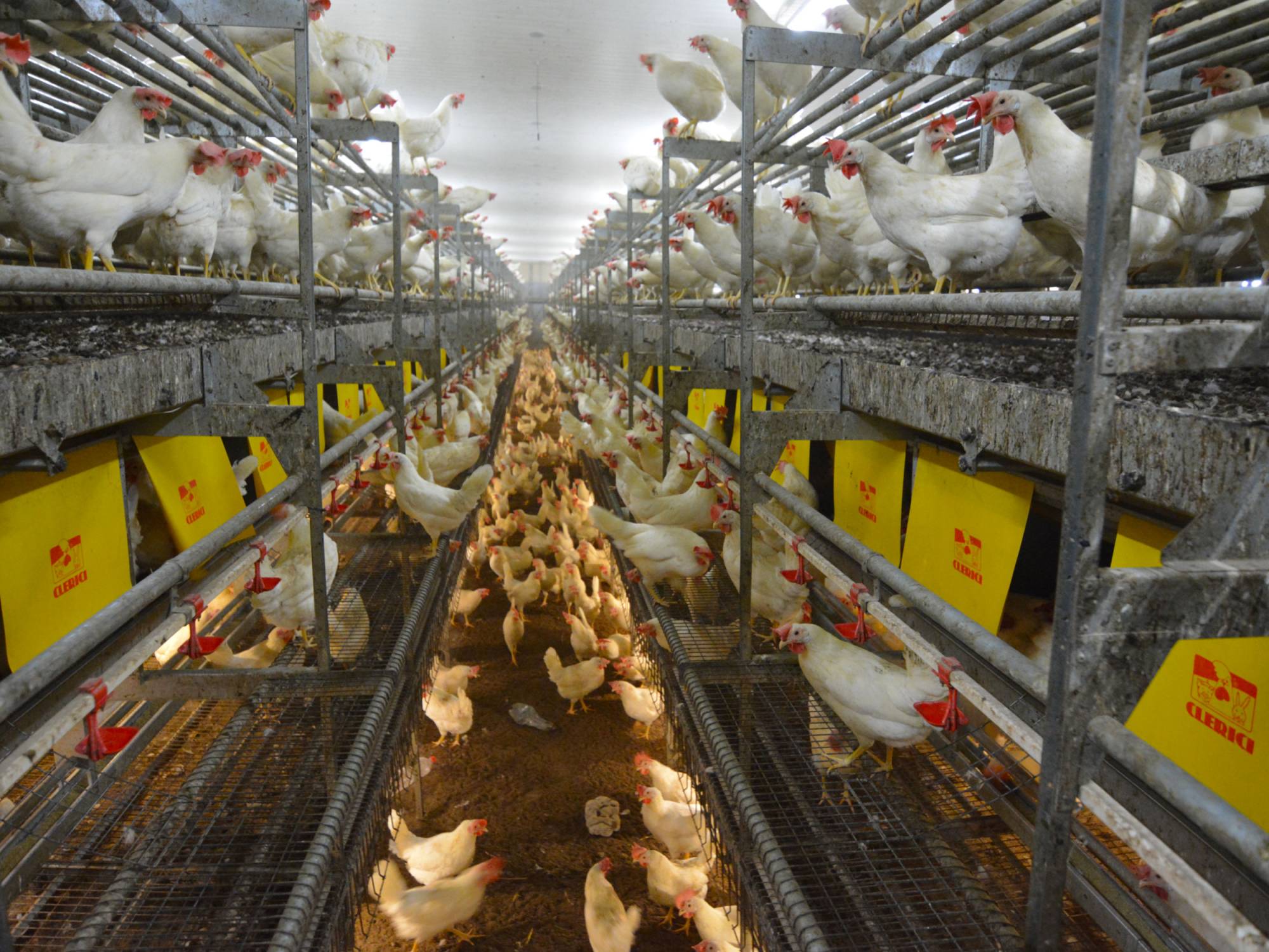 clerici-impianto-avicolo-canton-argovia-vl--(3)