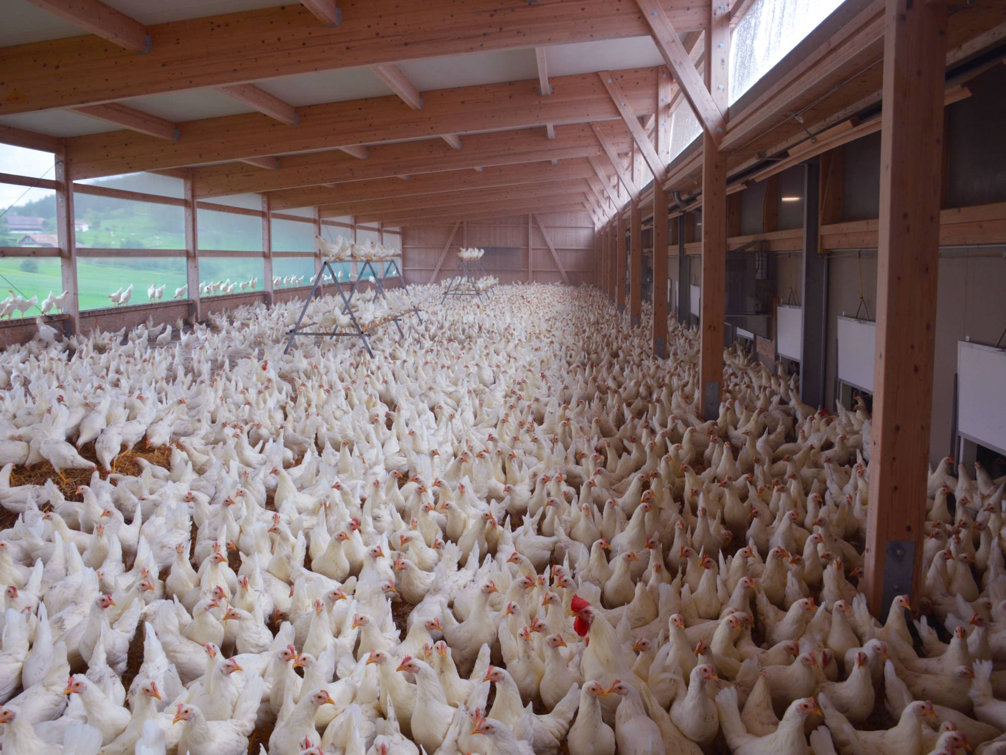 clerici-gino-voliera-svezzamento-pulcini-canton-lucerna-olimpia-aperta-(8)