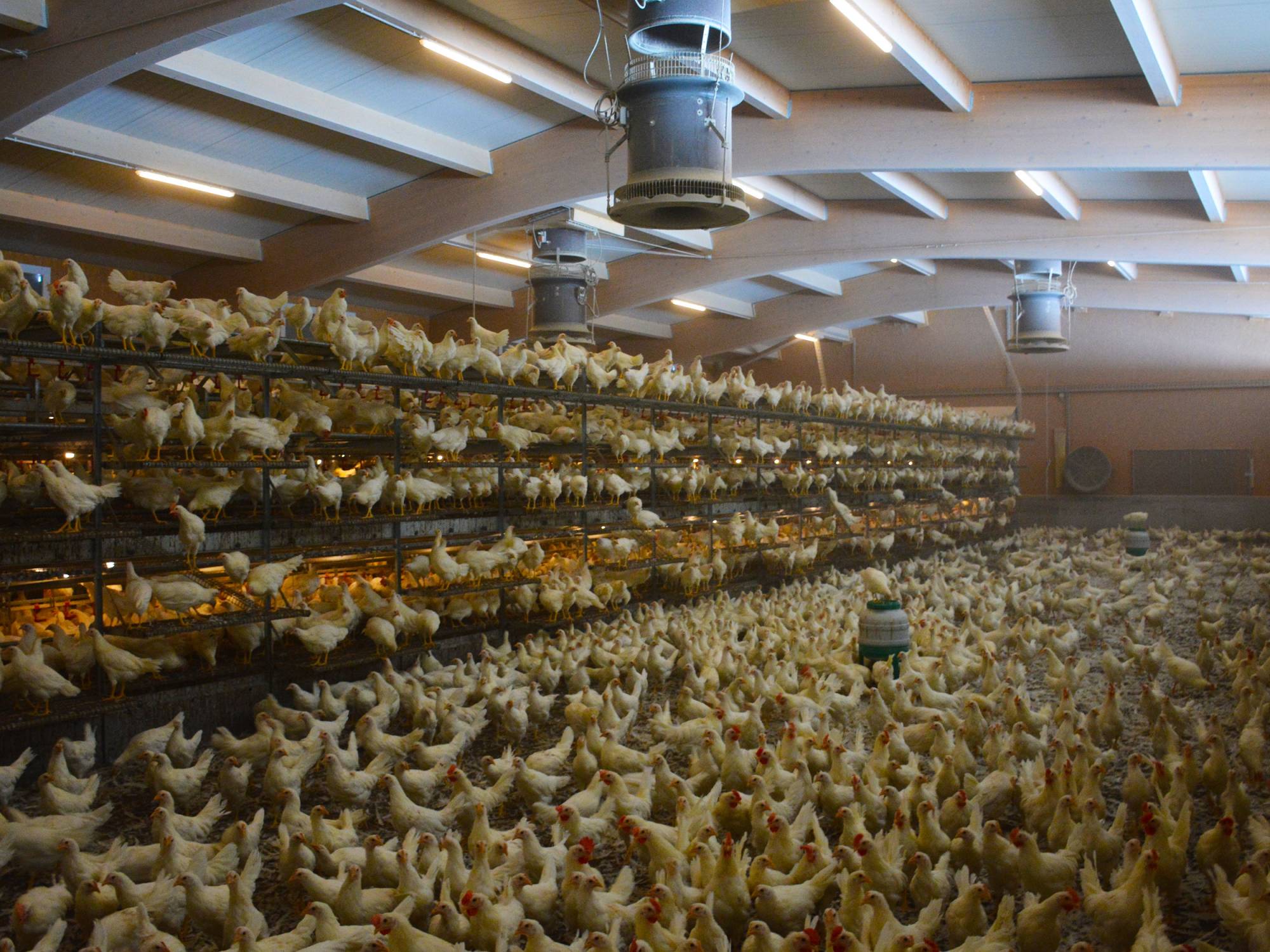 clerici-impianti-avicoli-svezzamento-pulcini-canton-angovia-svizzera-olimpia-aperta