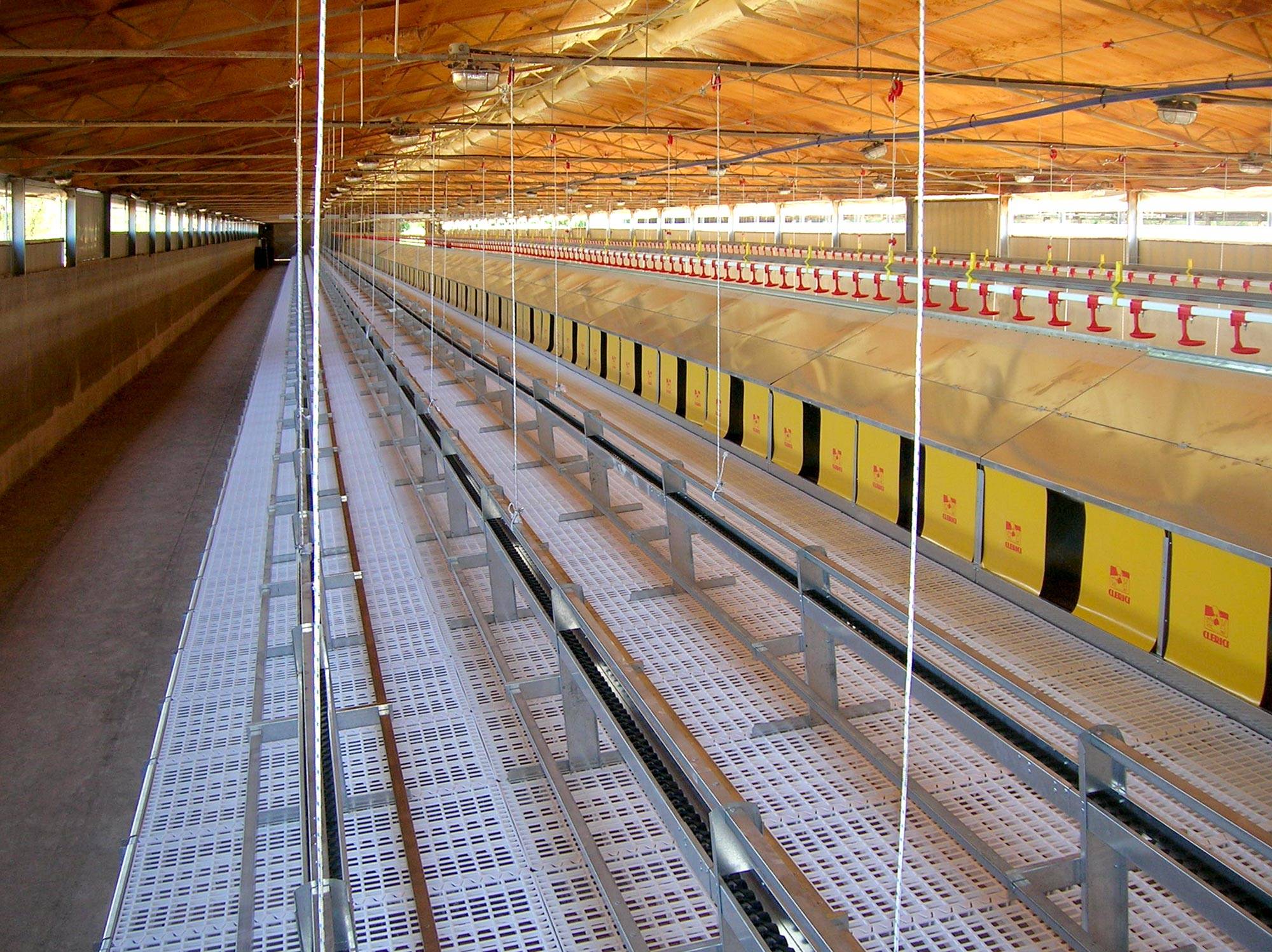 impianti-avicoli-al-suolo-nido-libera-clerici-gino-7