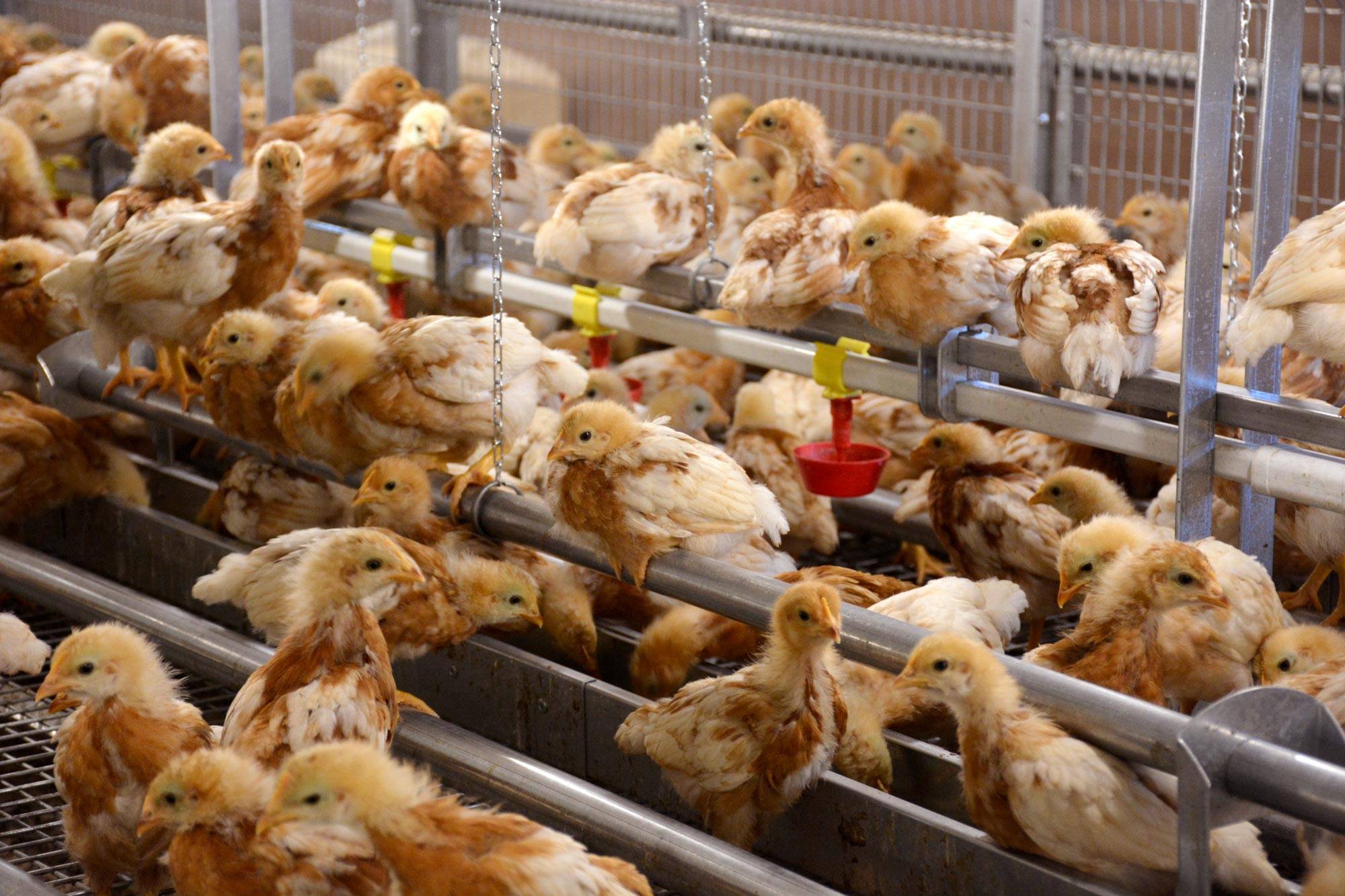 allevamento-pulcini-clerici-gino-2