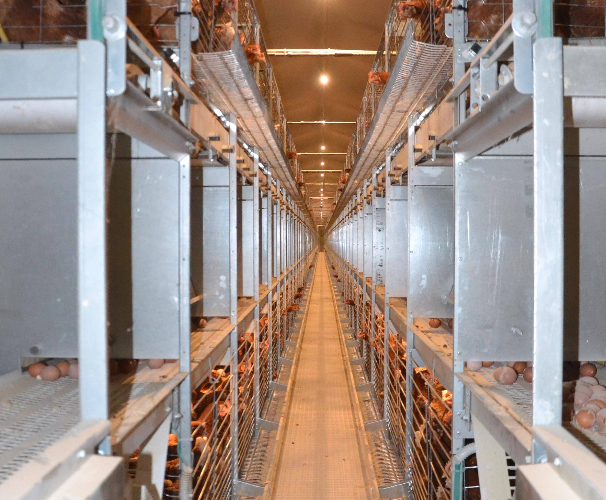 volera-vl-open-1-allevamento-galline-ovaiole-clerici-1