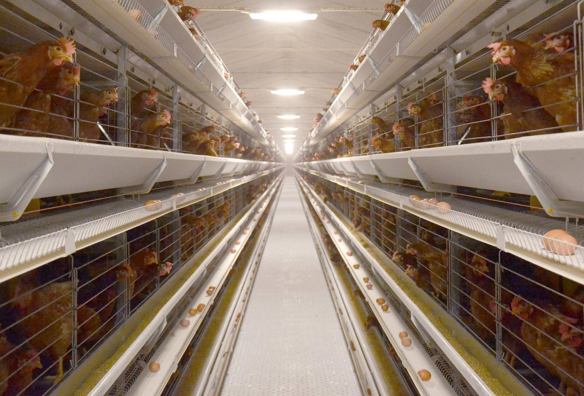 eu5-eu5-max-gabbia-allevamento-in-batteria-galline-ovaiole-clerici-1