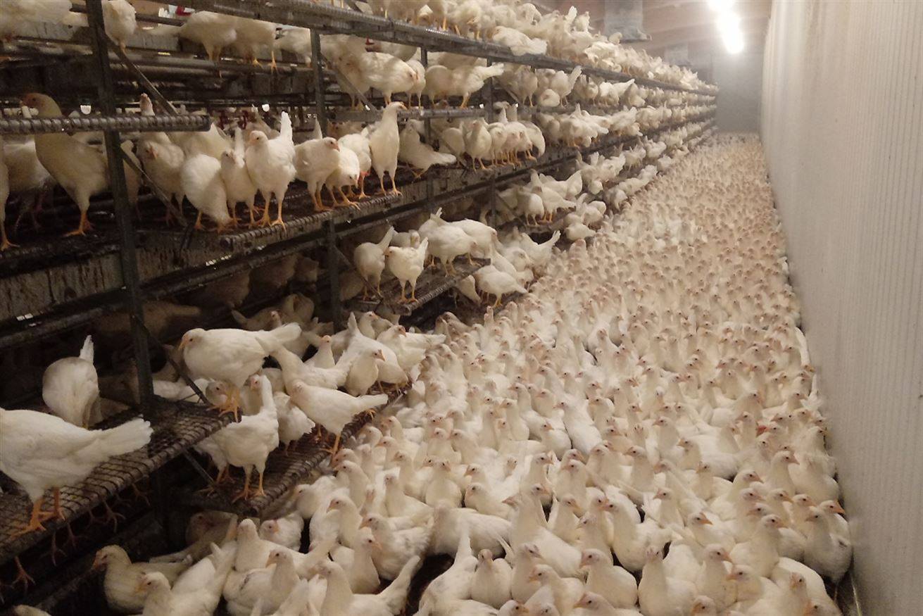 xl-suolovolierapulcinaia01