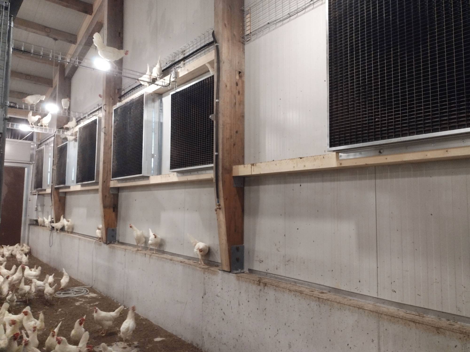 clerici-gino-impianti-avicoli-ventilazione-(5)