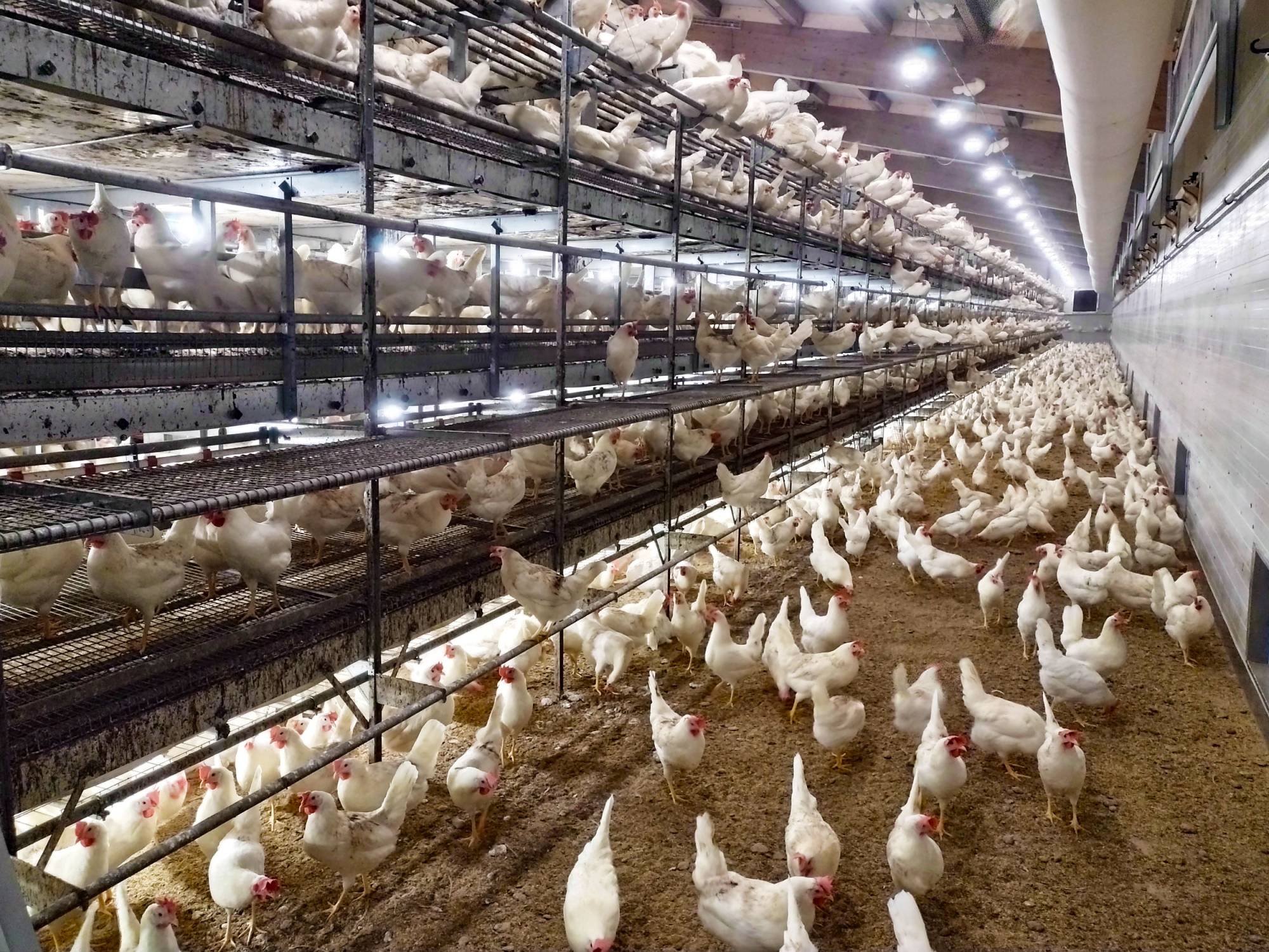 clerici-gino-impianti-avicoli-parchetto-nido-(4)