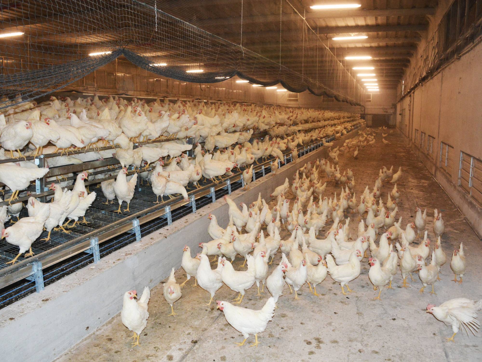 clerici-gino-impianti-avicoli-treviso-nido-libaia-1-piano-(2)