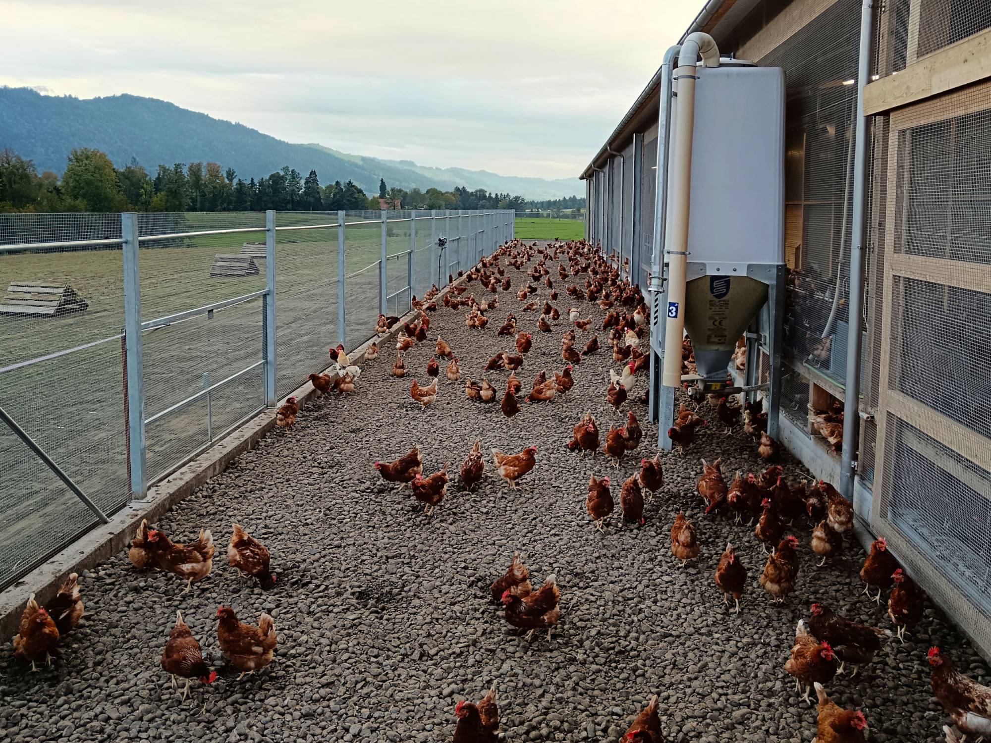 clerici-impianti-avicoli-svizzera-panoramica-parchetto-nido-(2)