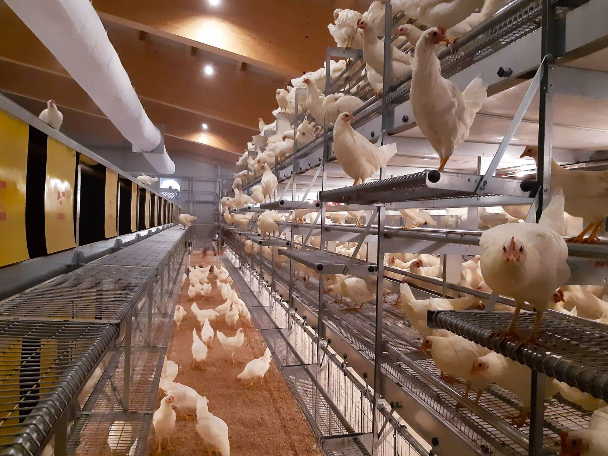 clerici-impianti-avicoli-canton-vaud-svizzera-parchetto-nido-(3)