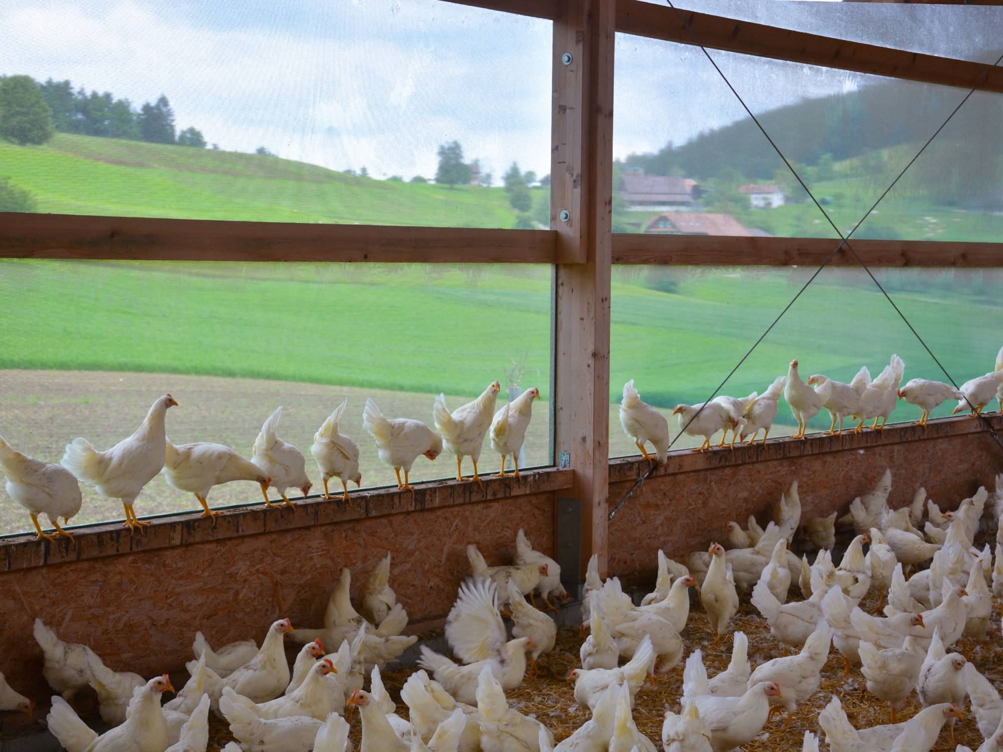 clerici-gino-voliera-svezzamento-pulcini-canton-lucerna-olimpia-aperta-(9)