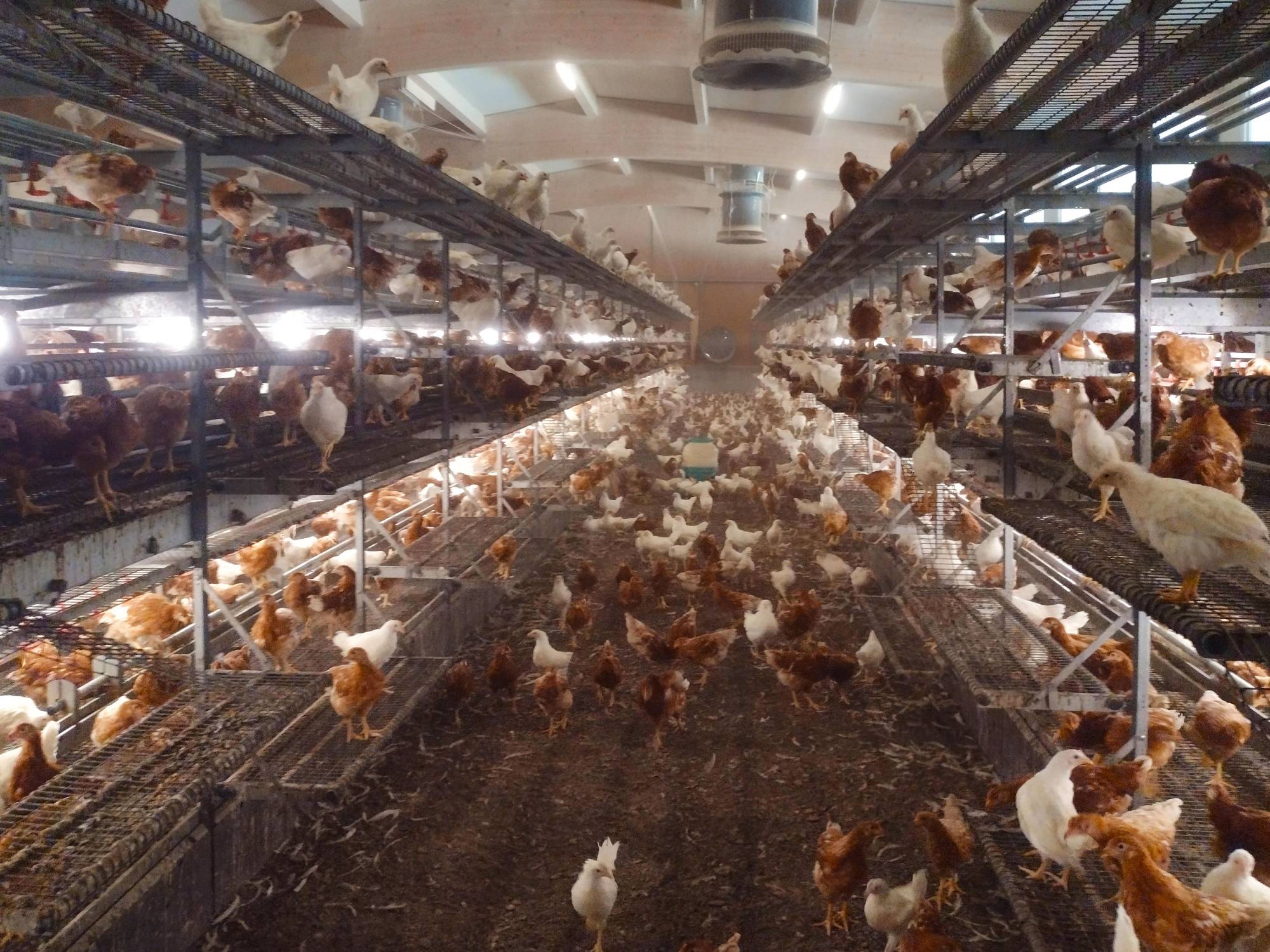 clerici-impianti-avicoli-svezzamento-pulcini-canton-angovia-svizzera-olimpia-aperta-(2)