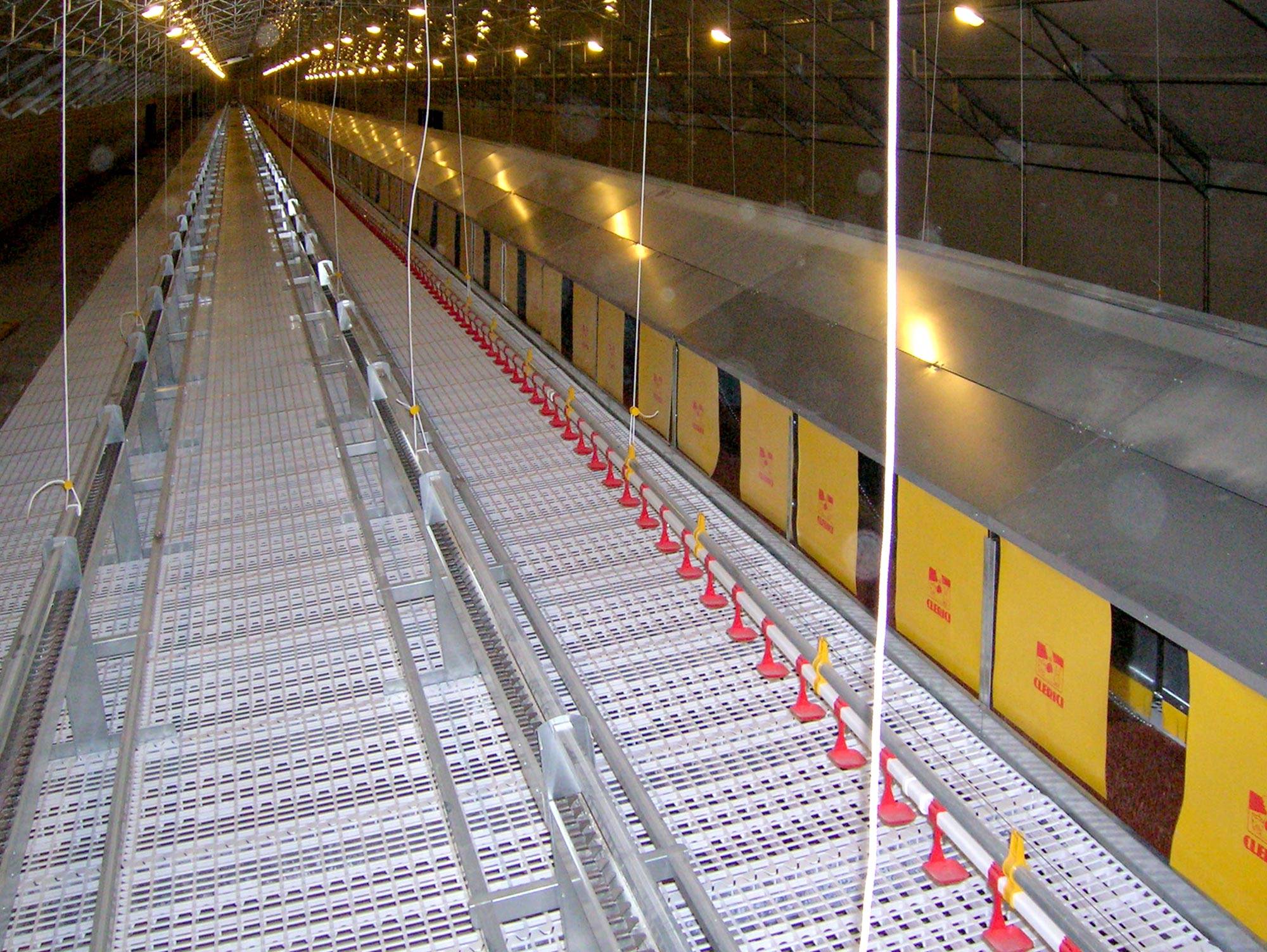 impianti-avicoli-al-suolo-nido-libera-clerici-gino-4