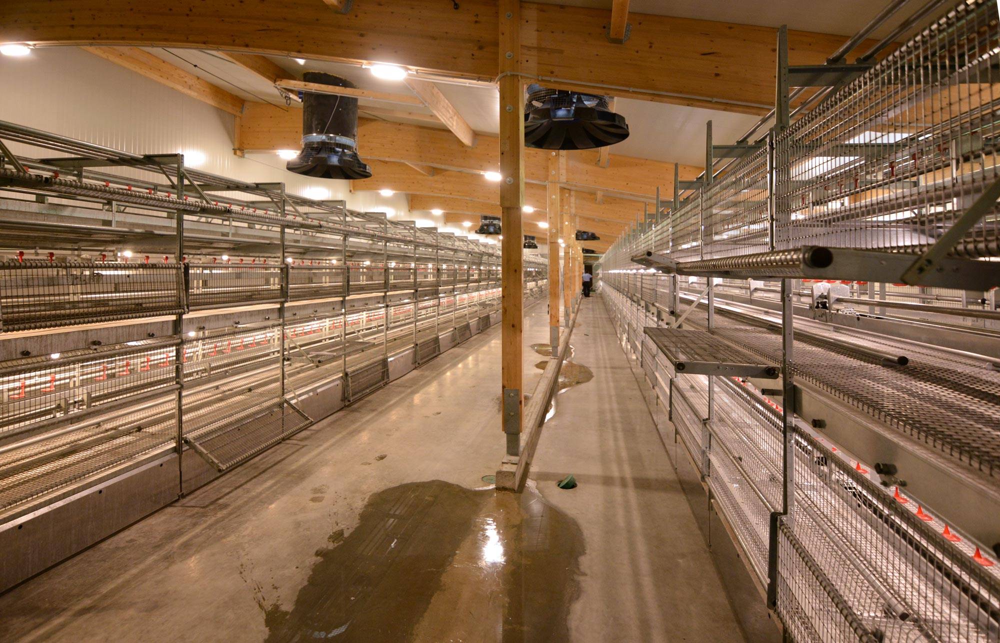 allevamento-pulcini-clerici-gino-1