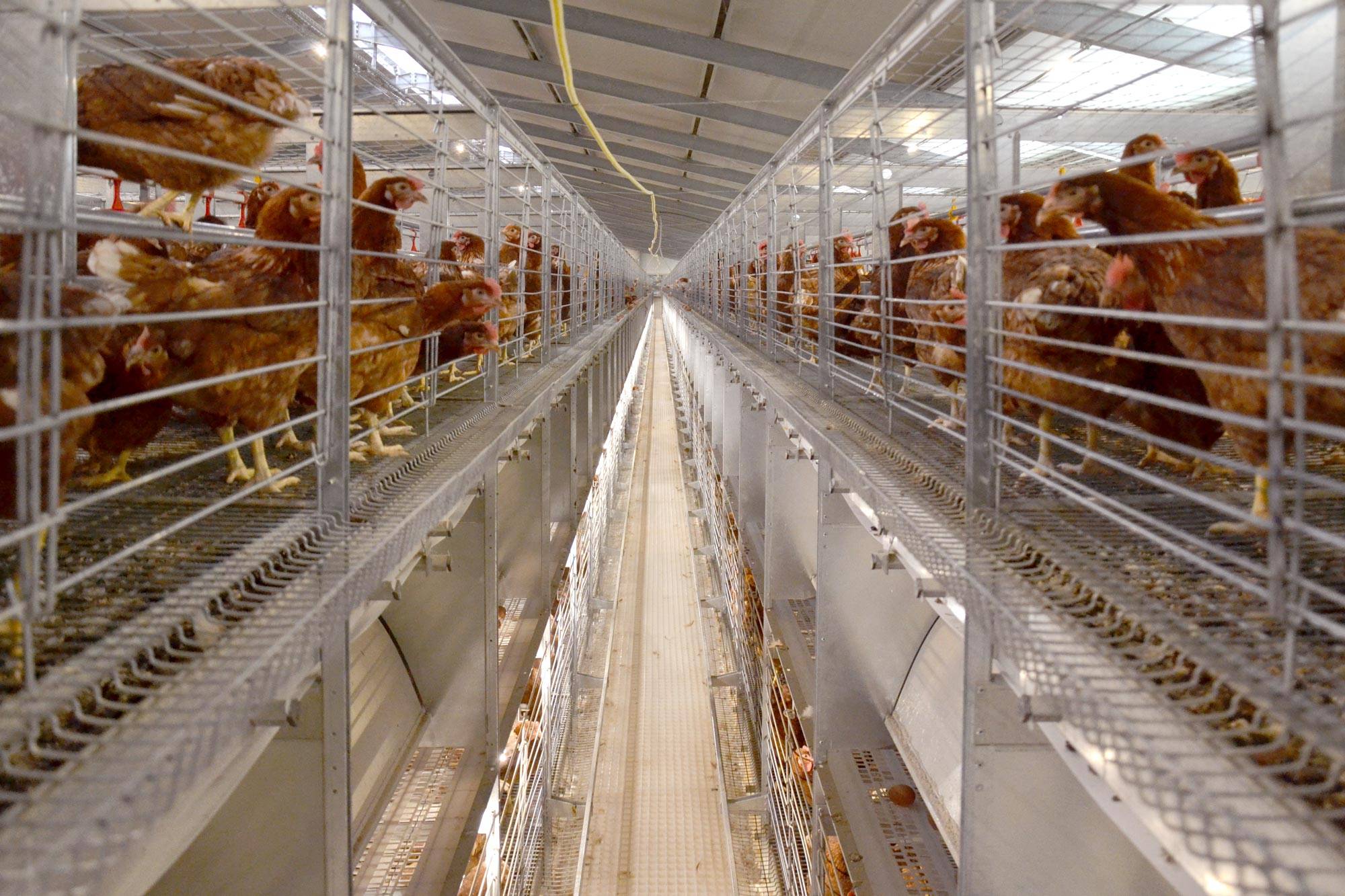 volera-vl-open-1-allevamento-galline-ovaiole-clerici-4